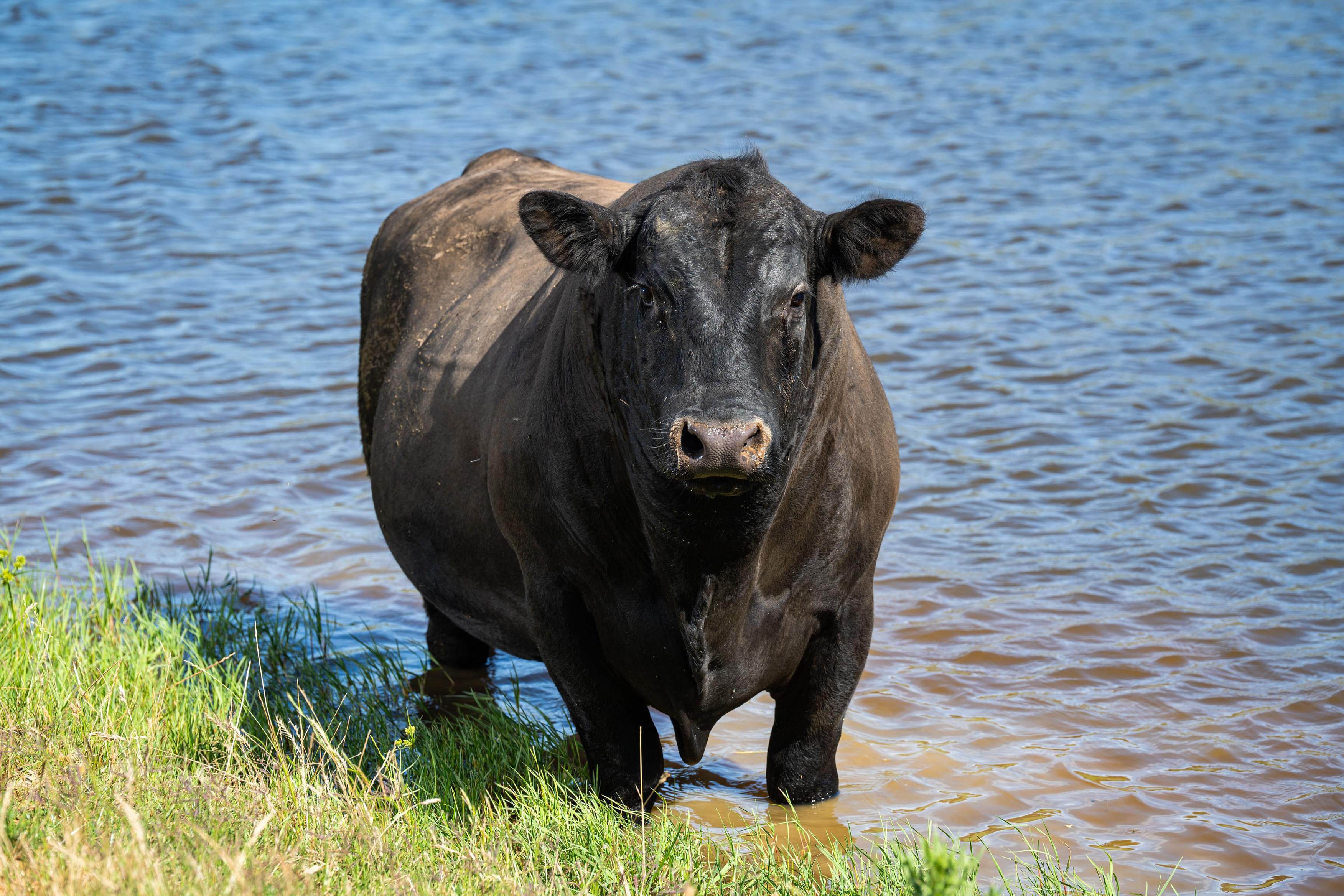 PAVEY ANGUS CUDGEWA-06734