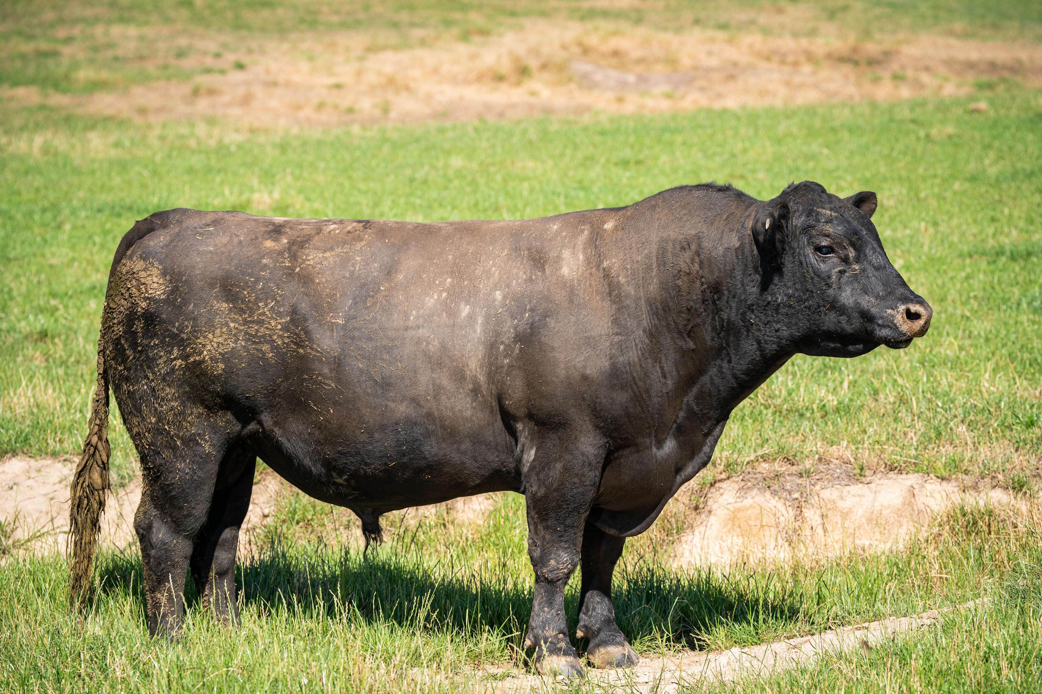 PAVEY ANGUS CUDGEWA-06723