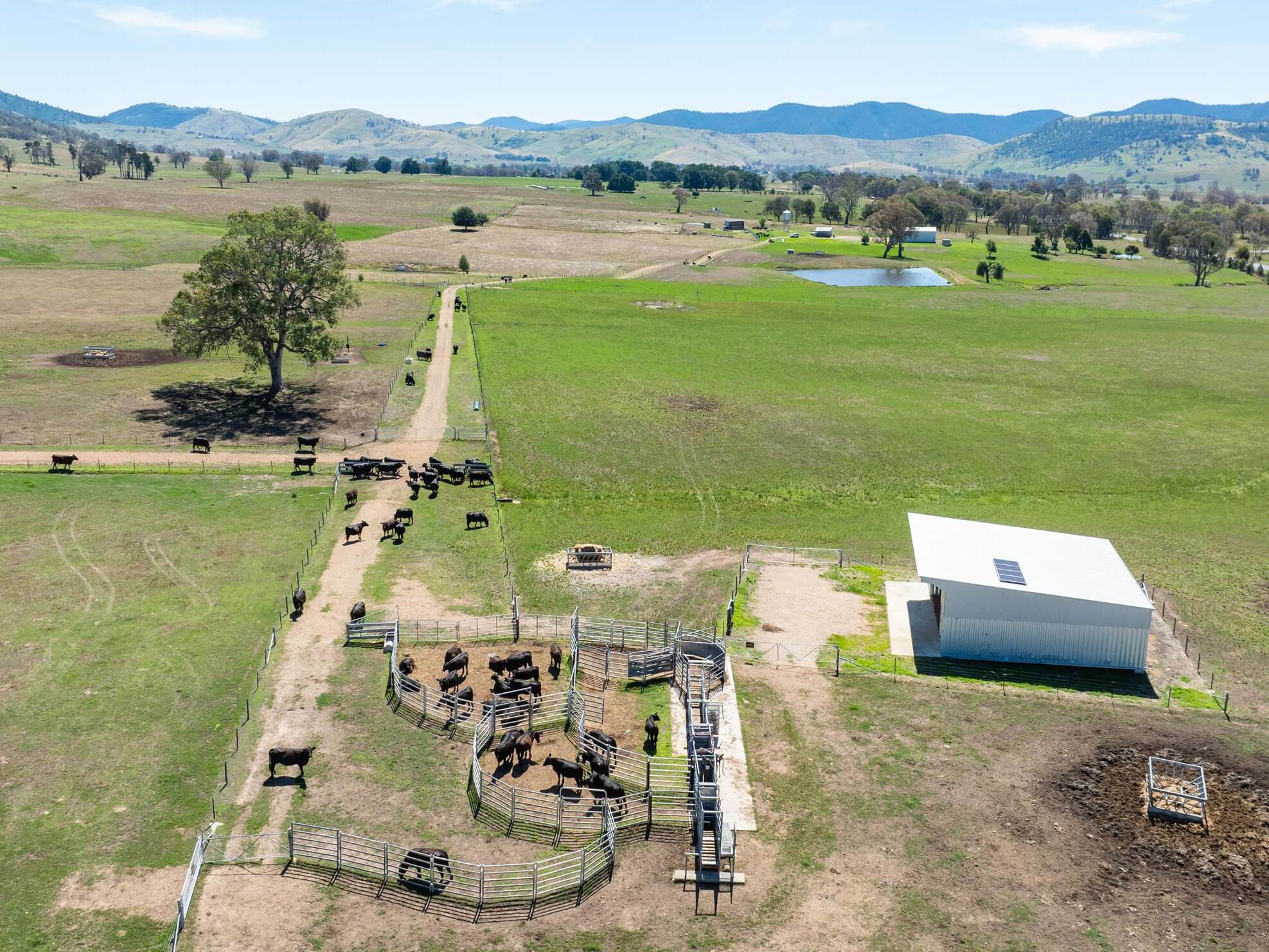 PAVEY ANGUS CUDGEWA-0356