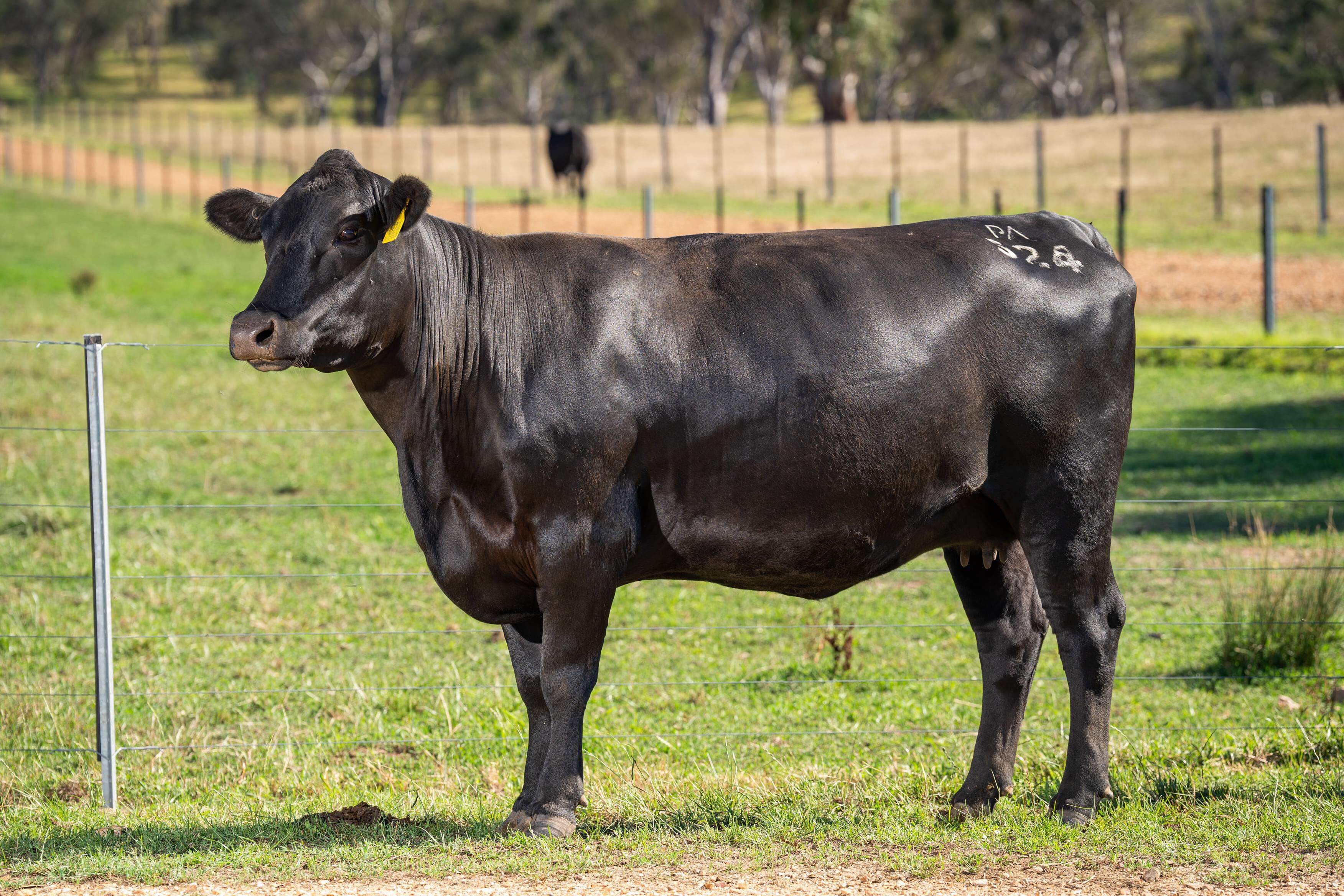 PAVEY ANGUS CUDGEWA-07000