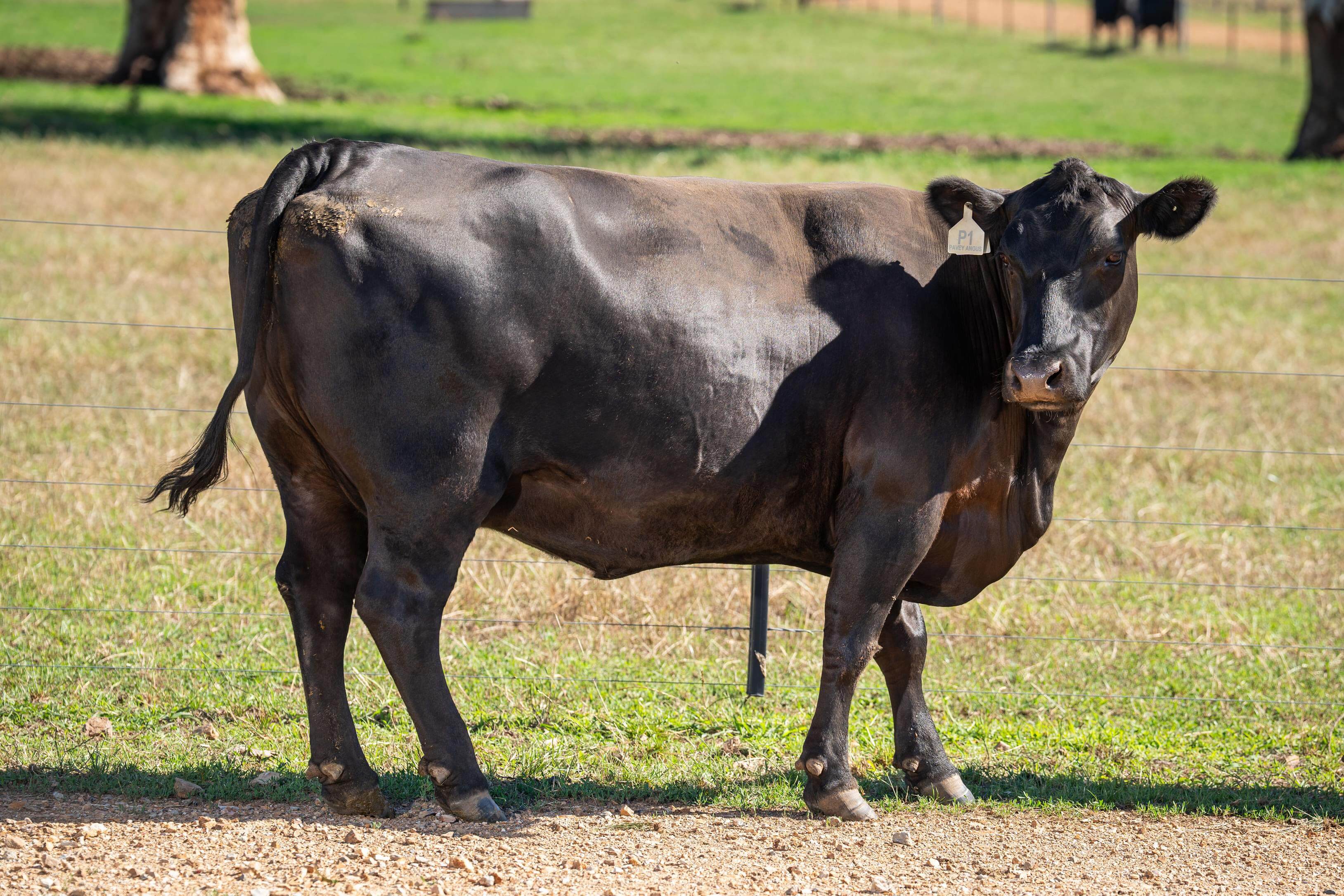 PAVEY ANGUS CUDGEWA-06968