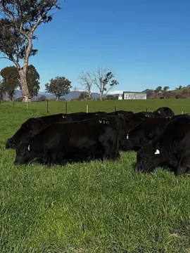Pavey Angus September 2026