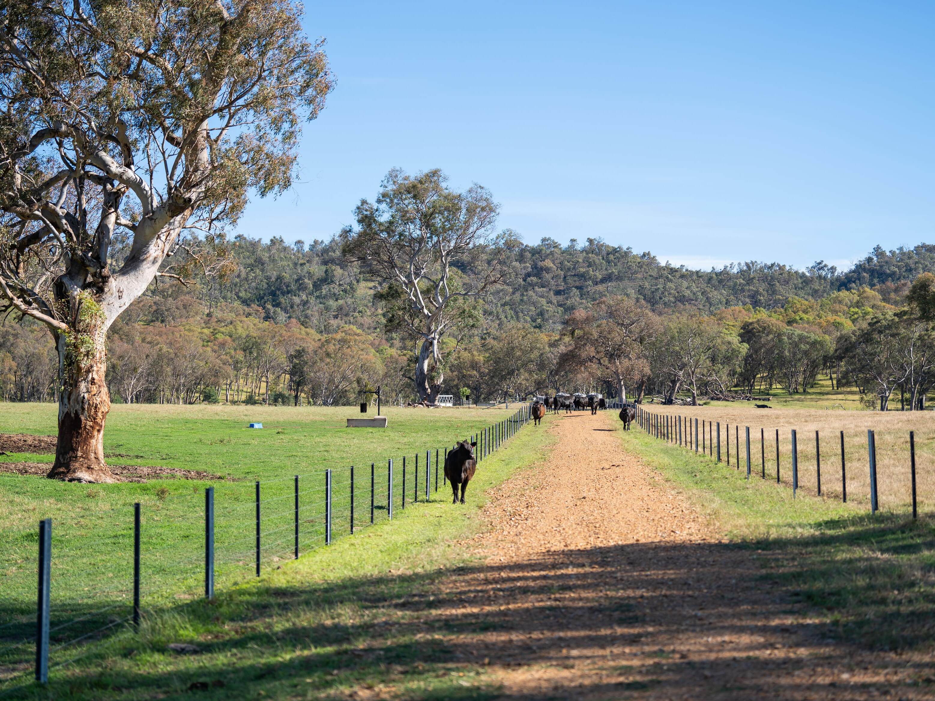 PAVEY ANGUS CUDGEWA-07033
