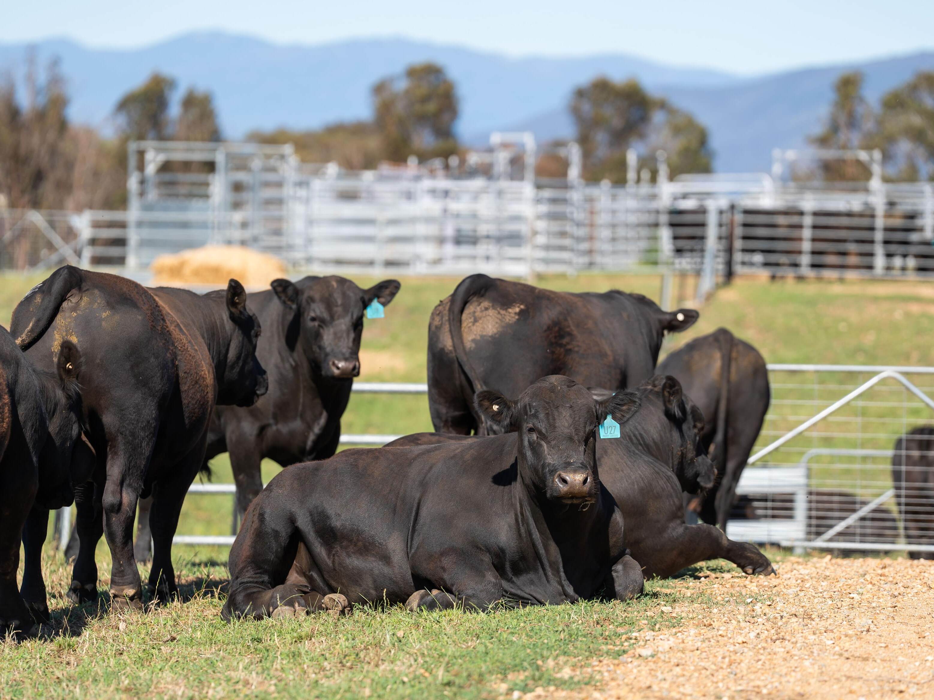 PAVEY ANGUS CUDGEWA-06839