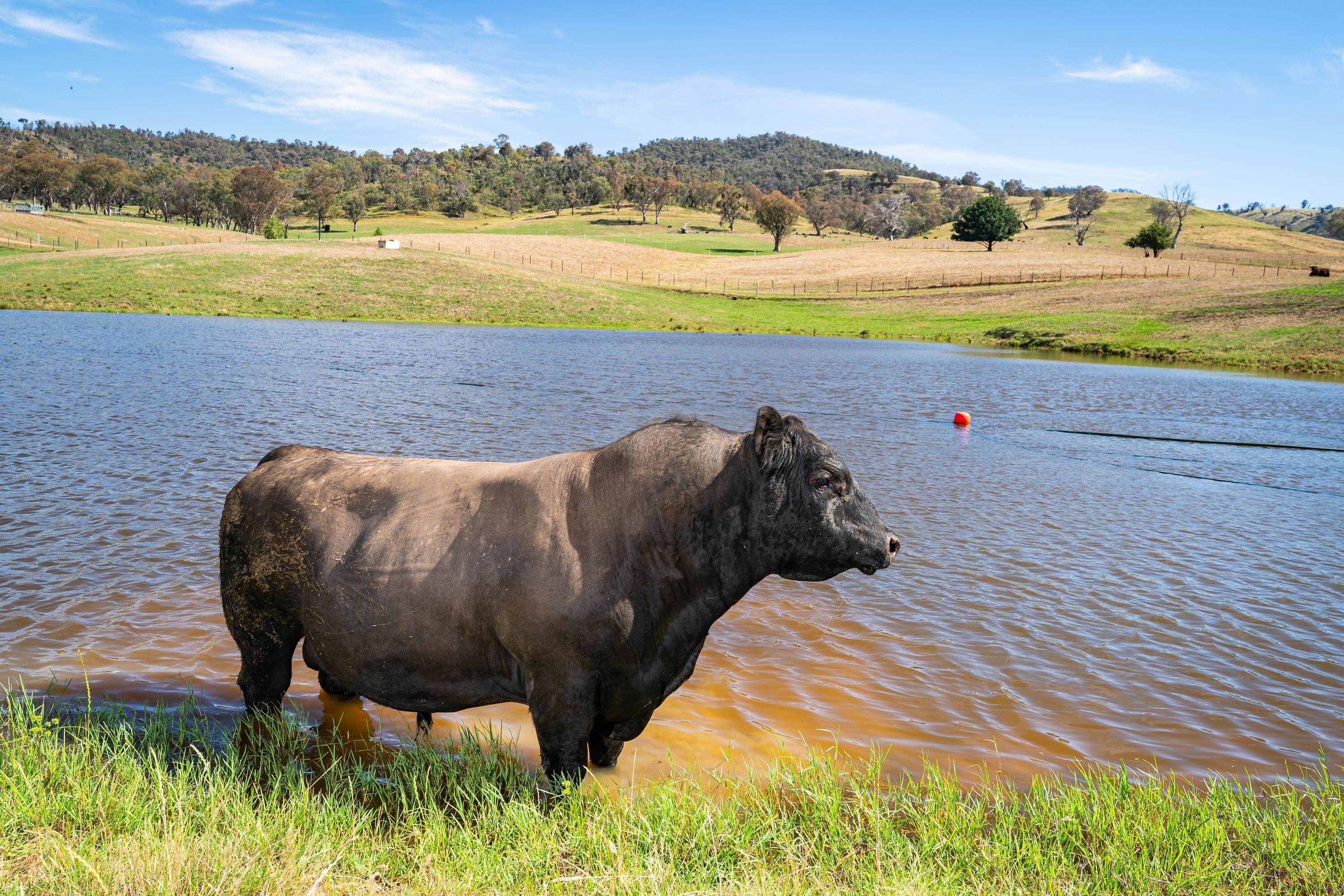PAVEY ANGUS CUDGEWA-00368