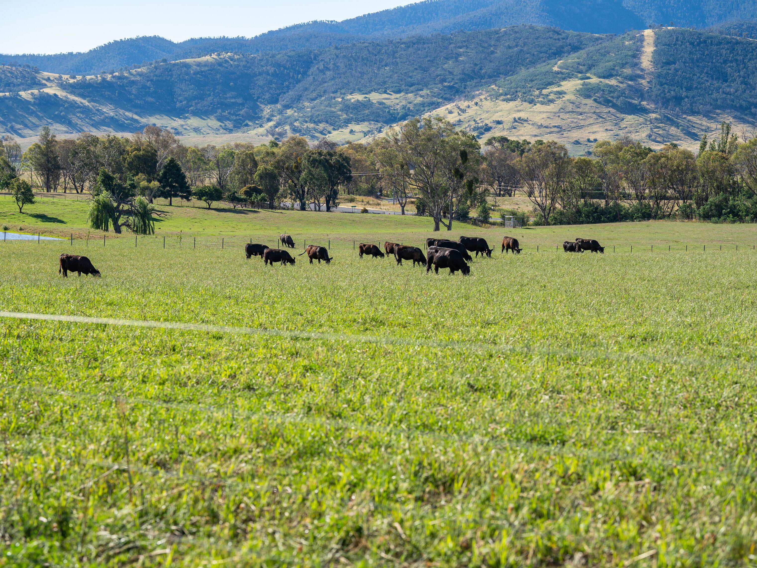 PAVEY ANGUS CUDGEWA-07085
