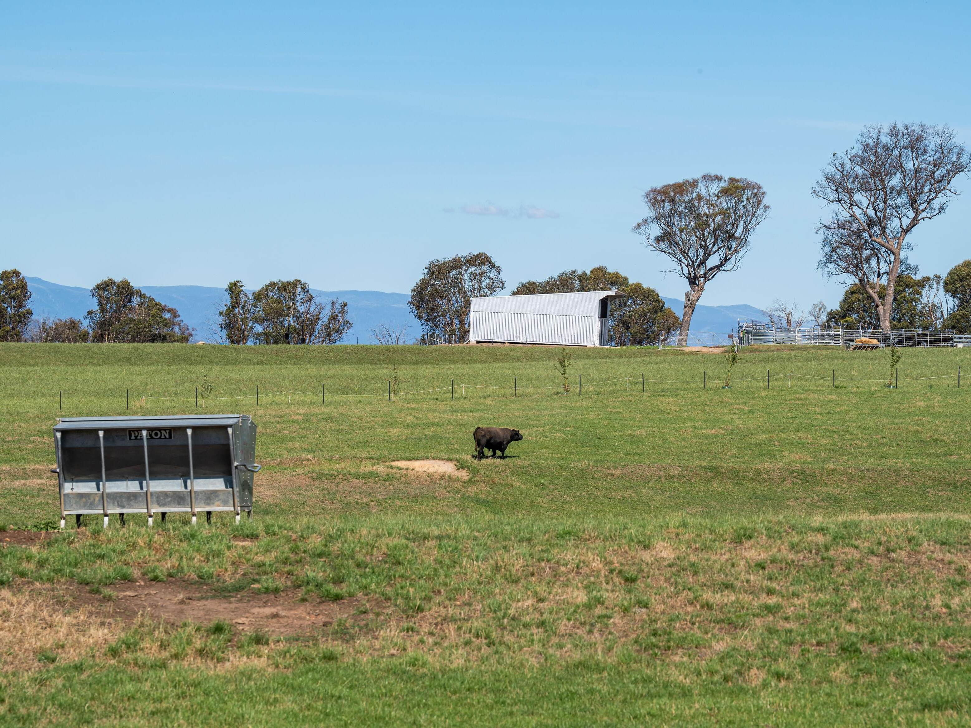 PAVEY ANGUS CUDGEWA-06790