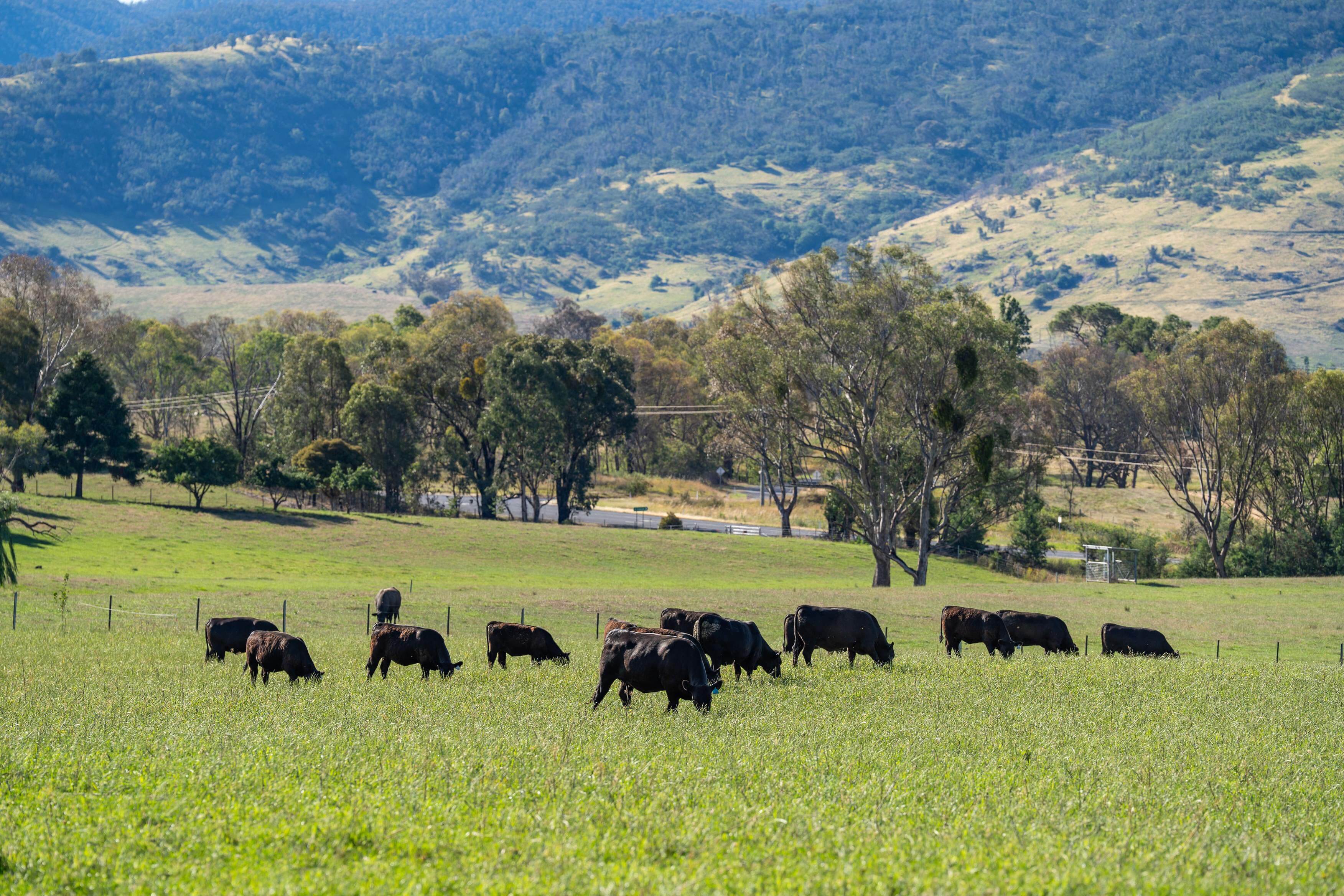PAVEY ANGUS CUDGEWA-07081