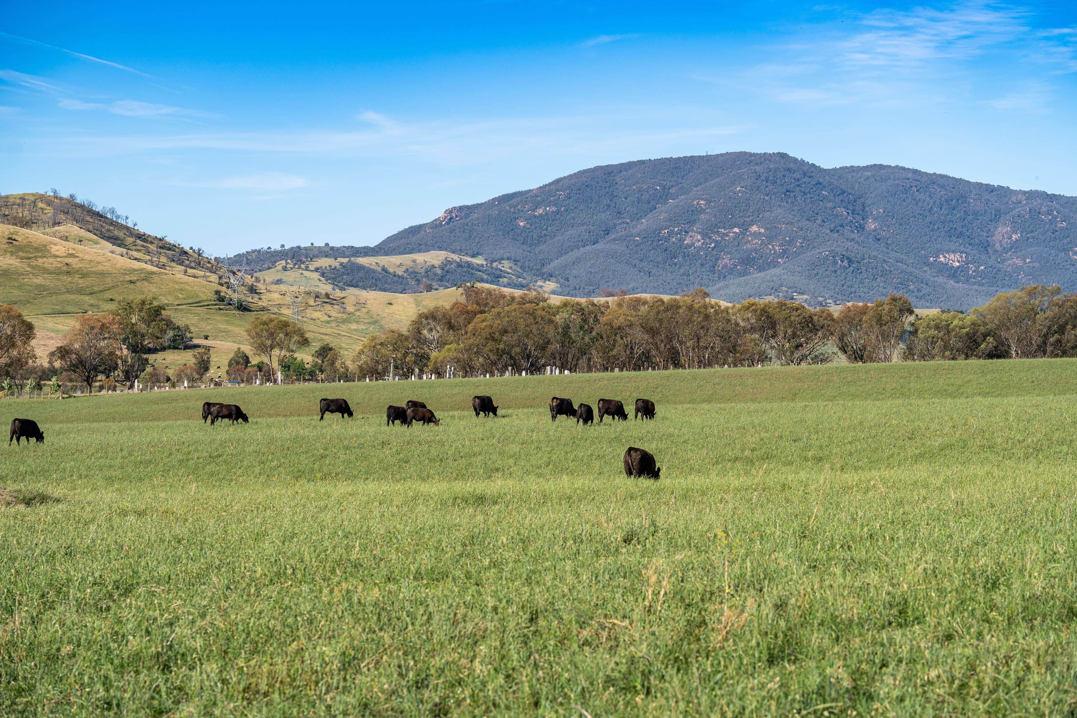 PAVEY ANGUS CUDGEWA-07094