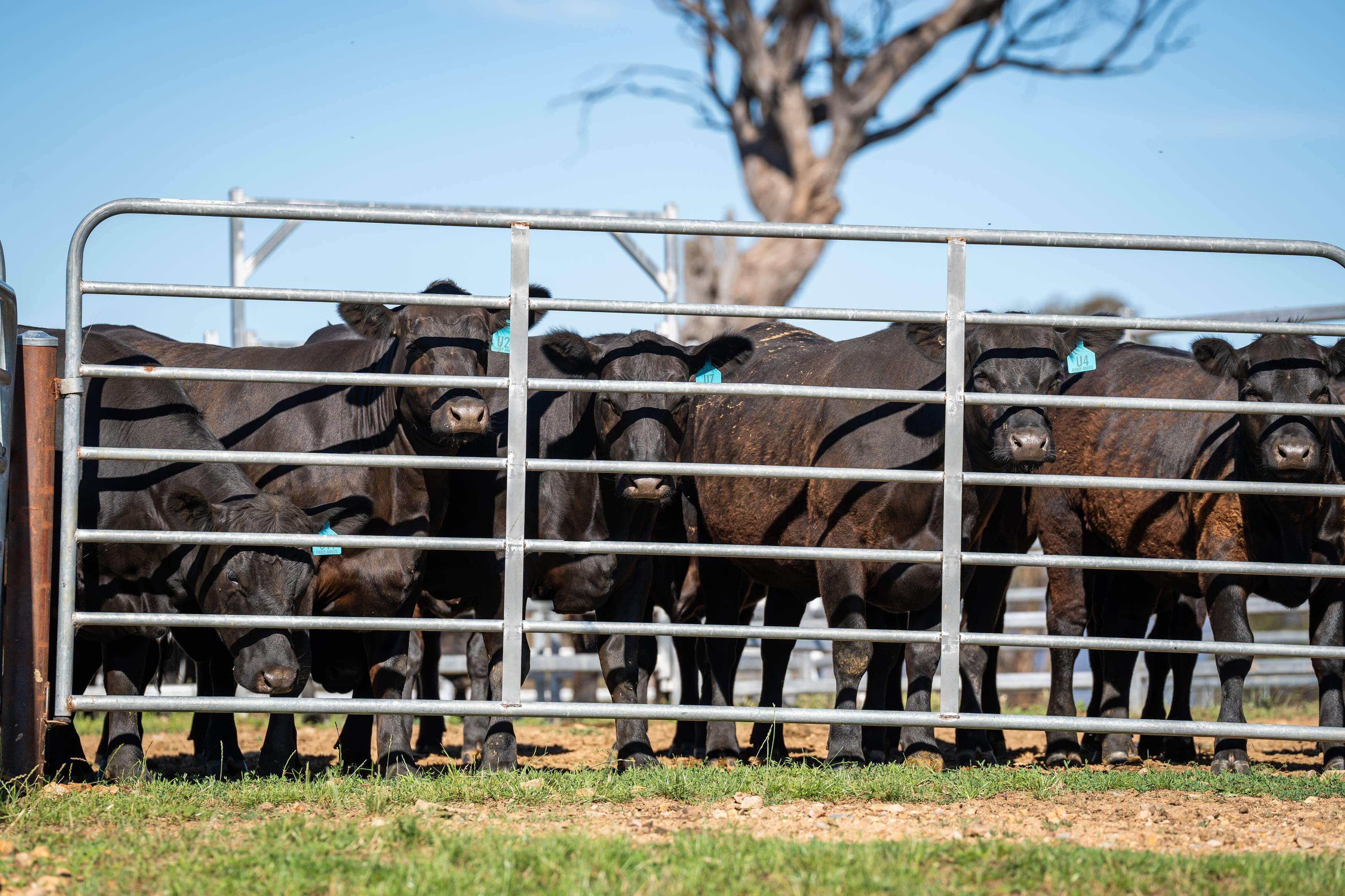 PAVEY ANGUS CUDGEWA-06966