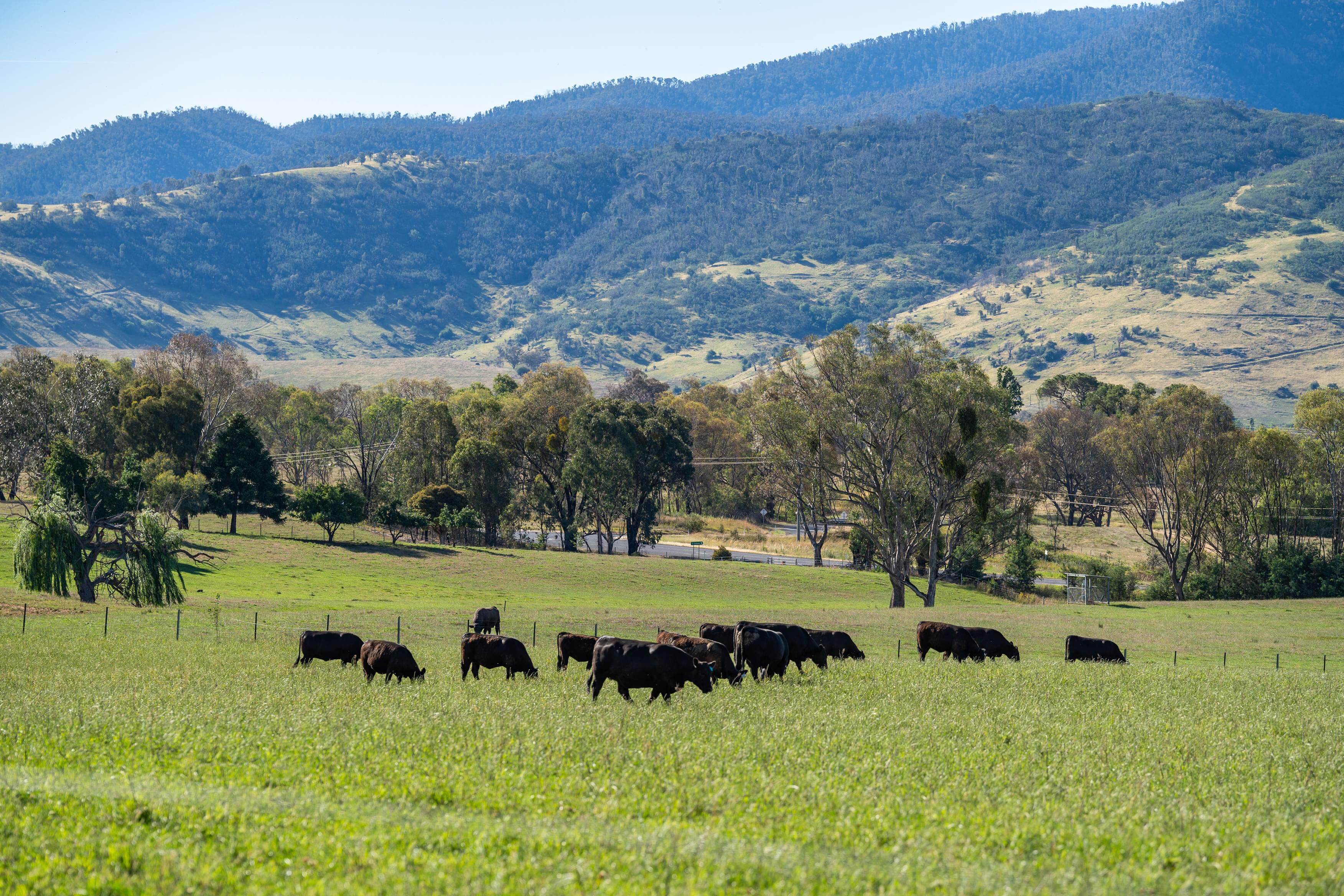 PAVEY ANGUS CUDGEWA-07079