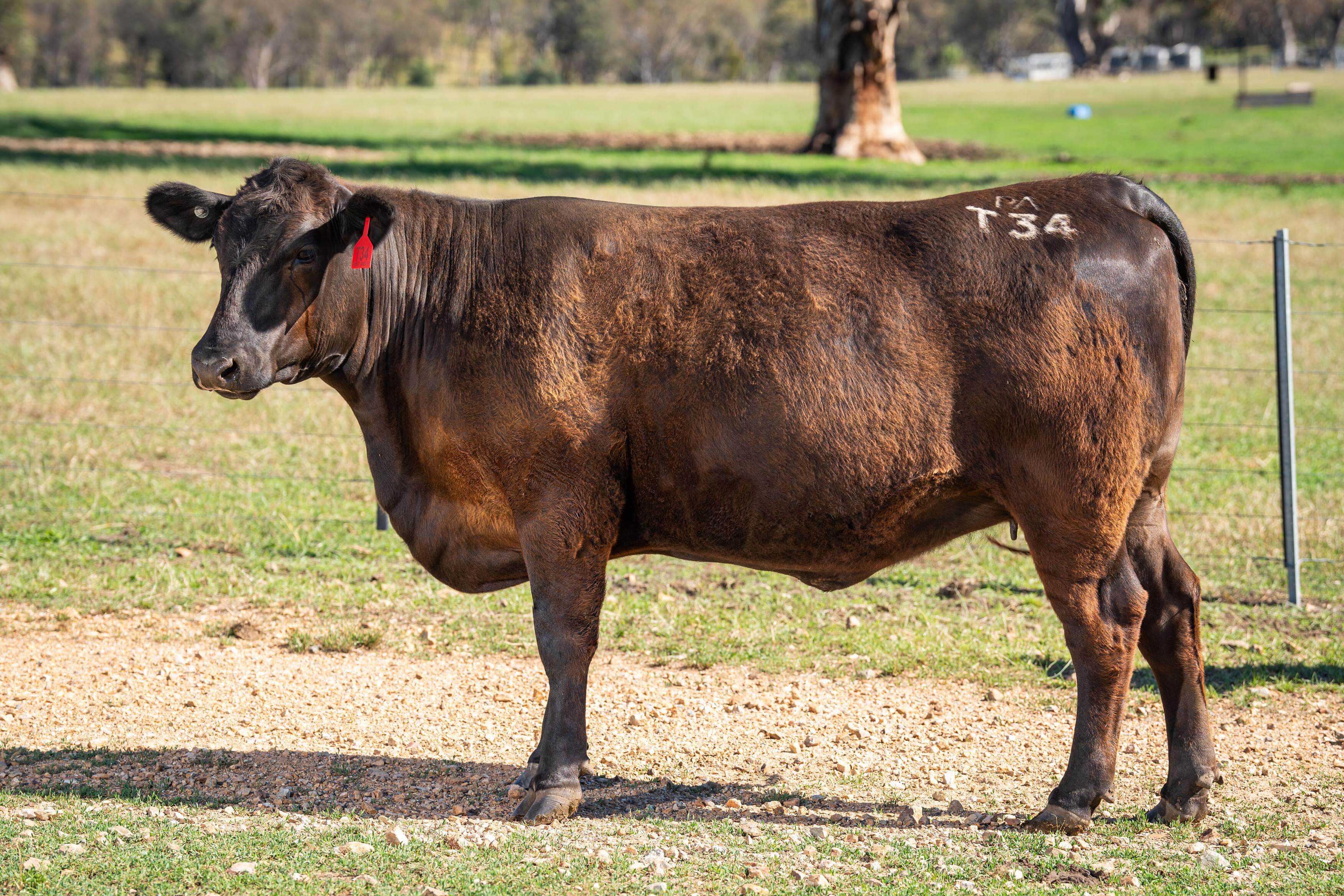 PAVEY ANGUS CUDGEWA-06963