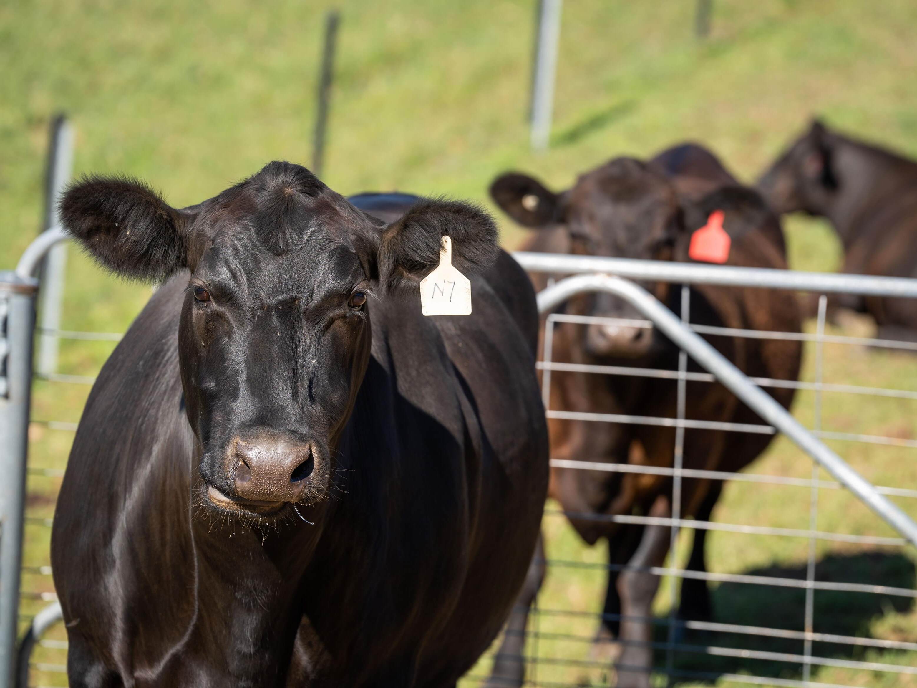 PAVEY ANGUS CUDGEWA-06948