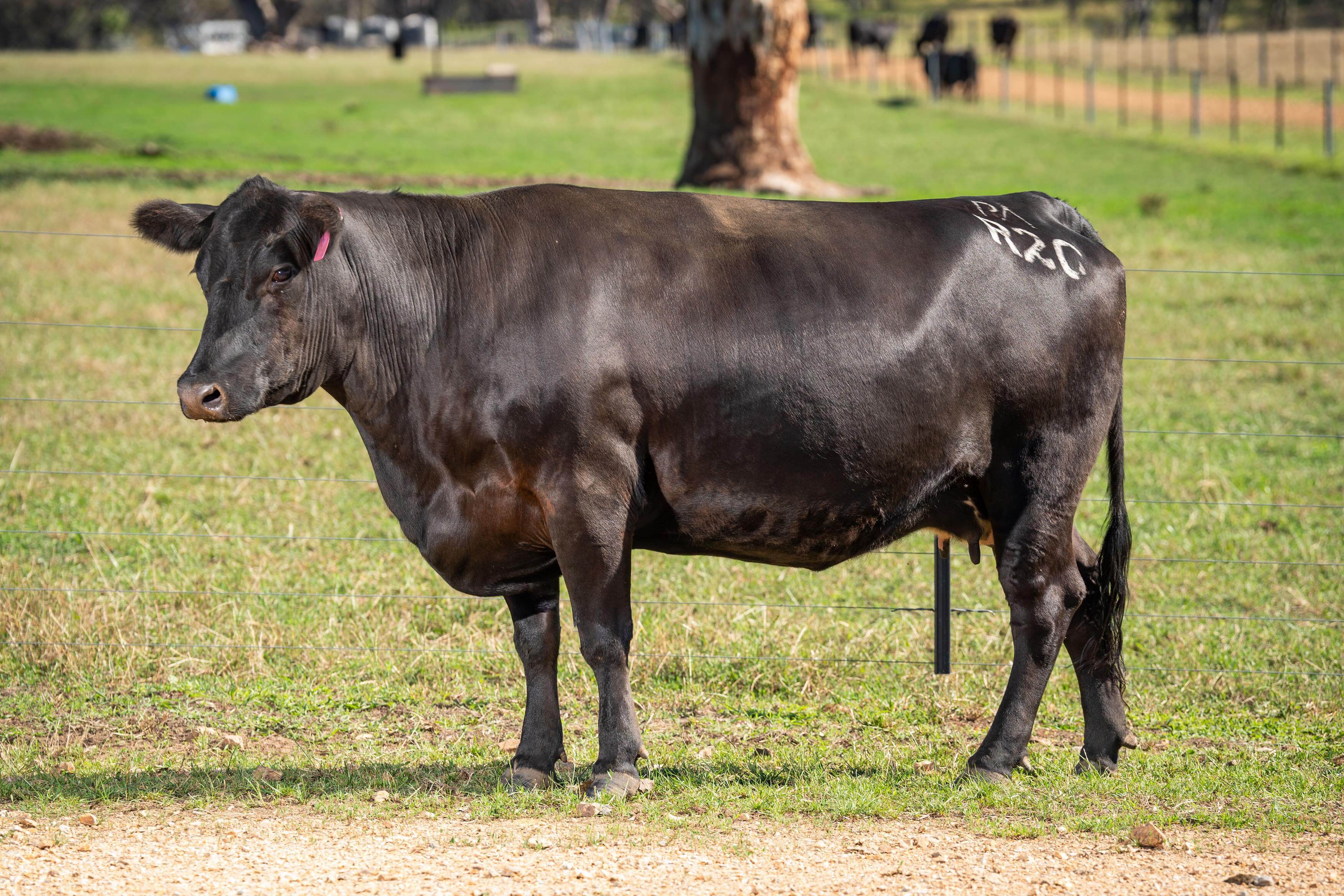 PAVEY ANGUS CUDGEWA-06989