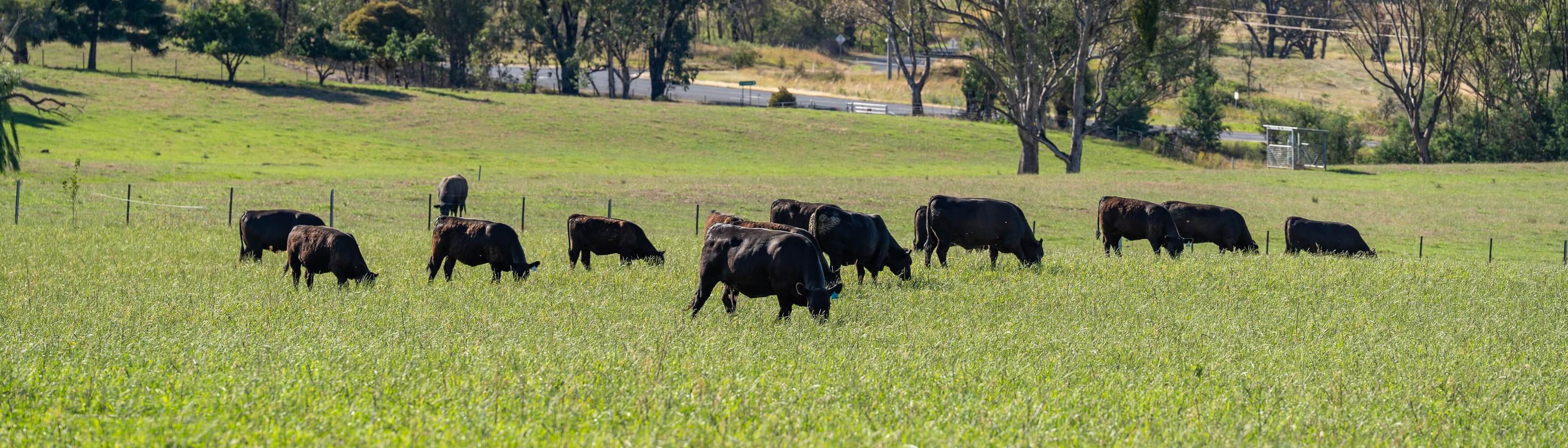 PAVEY ANGUS CUDGEWA-07081