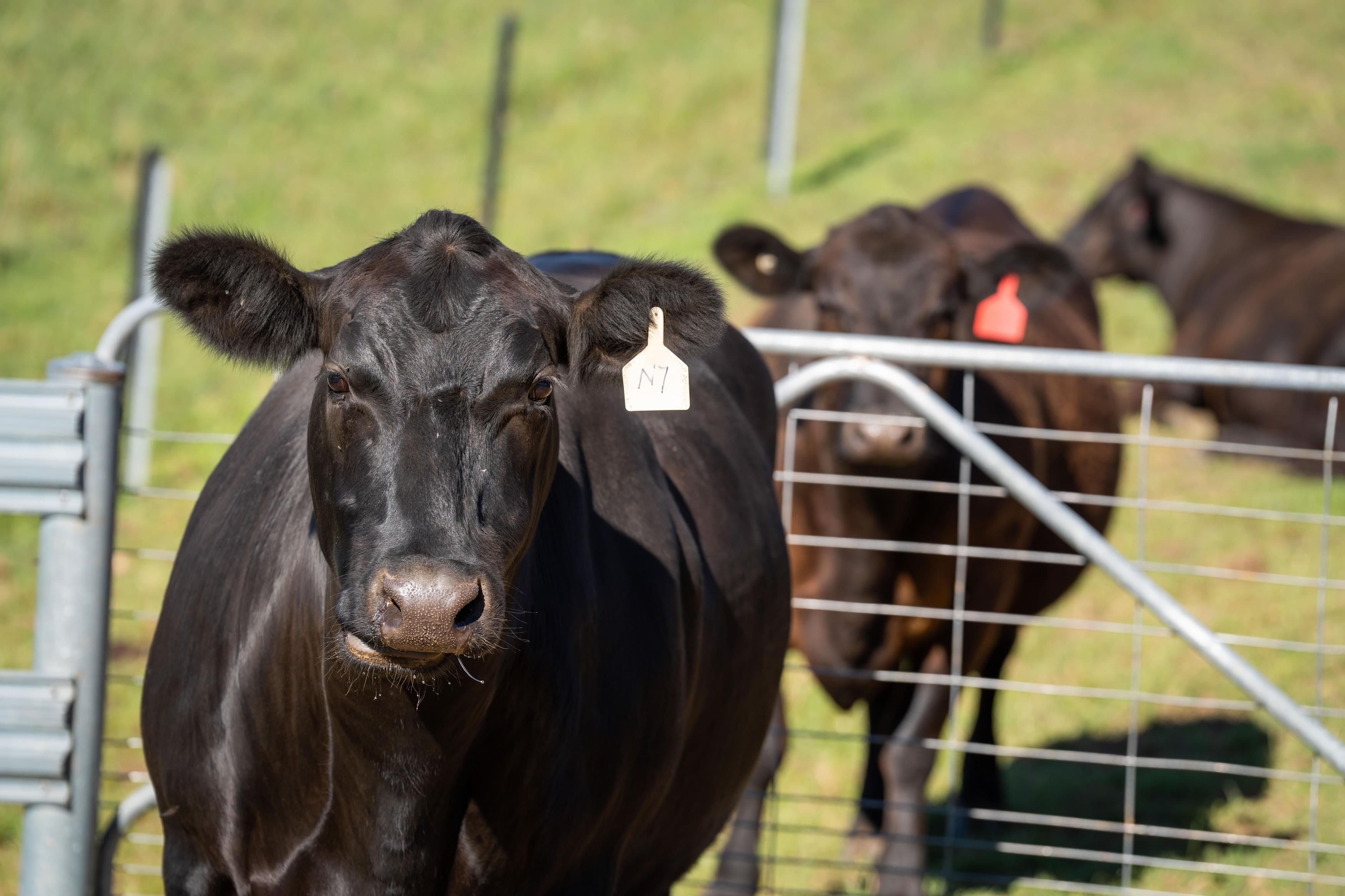 PAVEY ANGUS CUDGEWA-06948