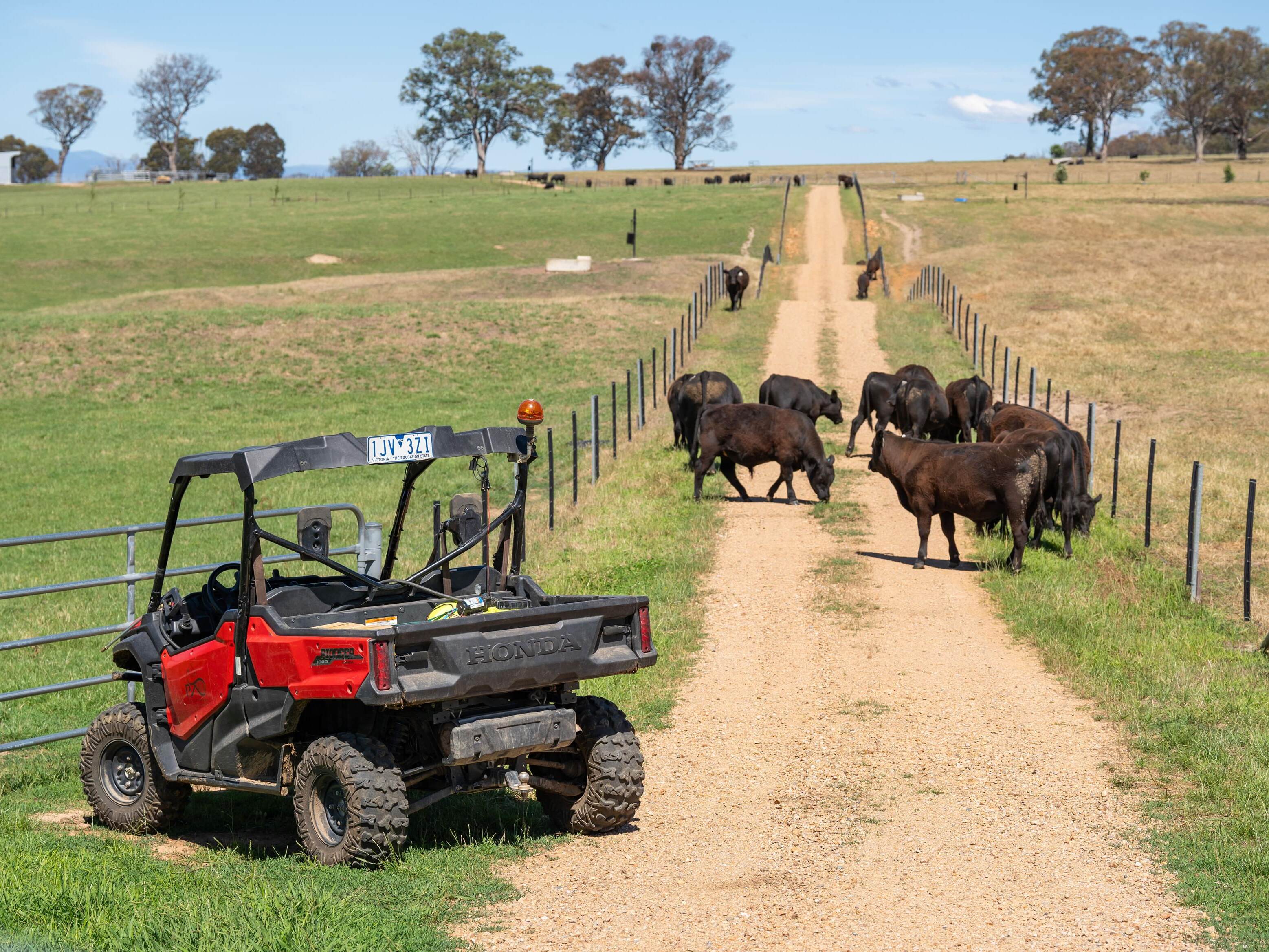PAVEY ANGUS CUDGEWA-06584