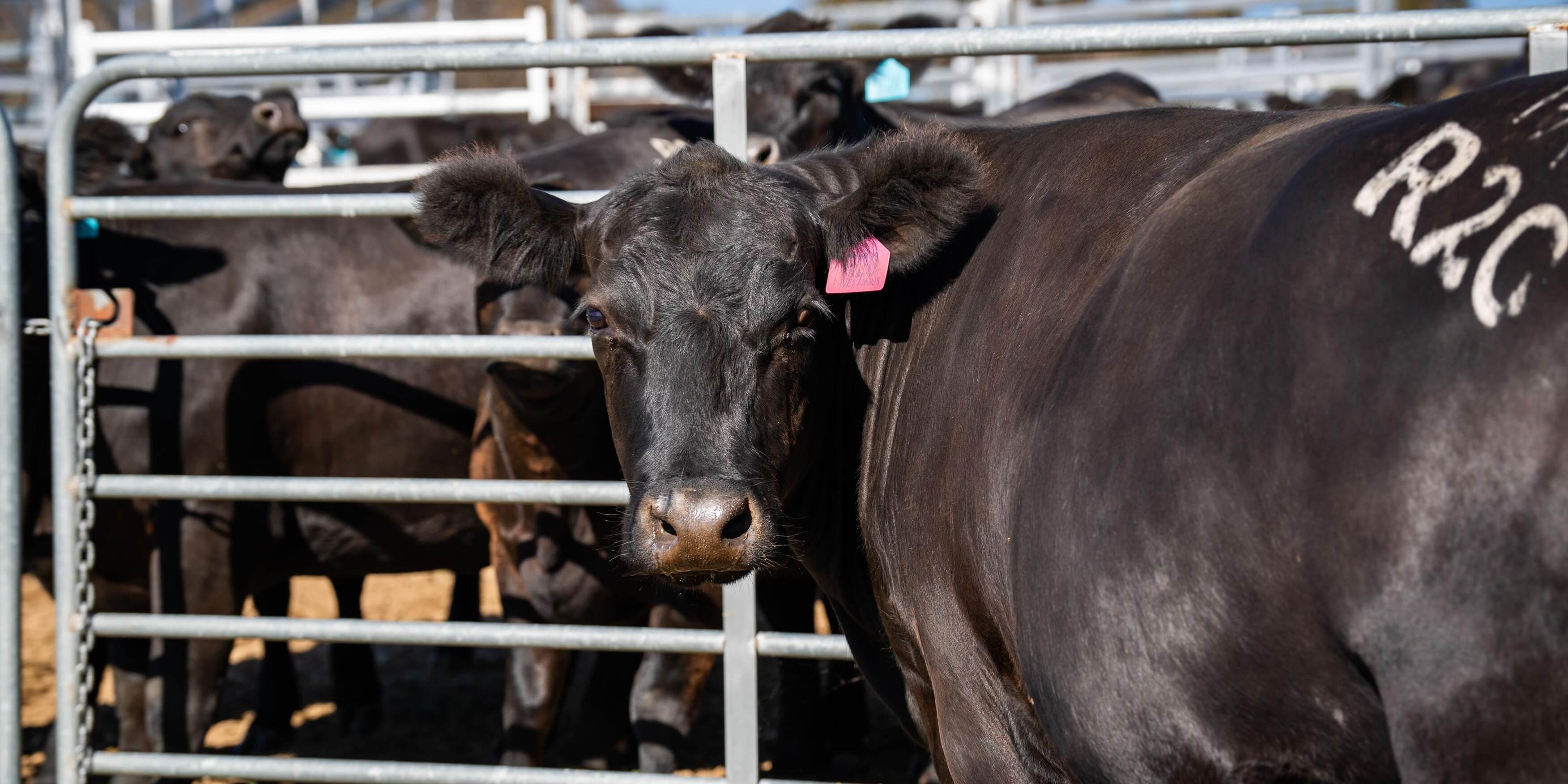 PAVEY ANGUS CUDGEWA-07011