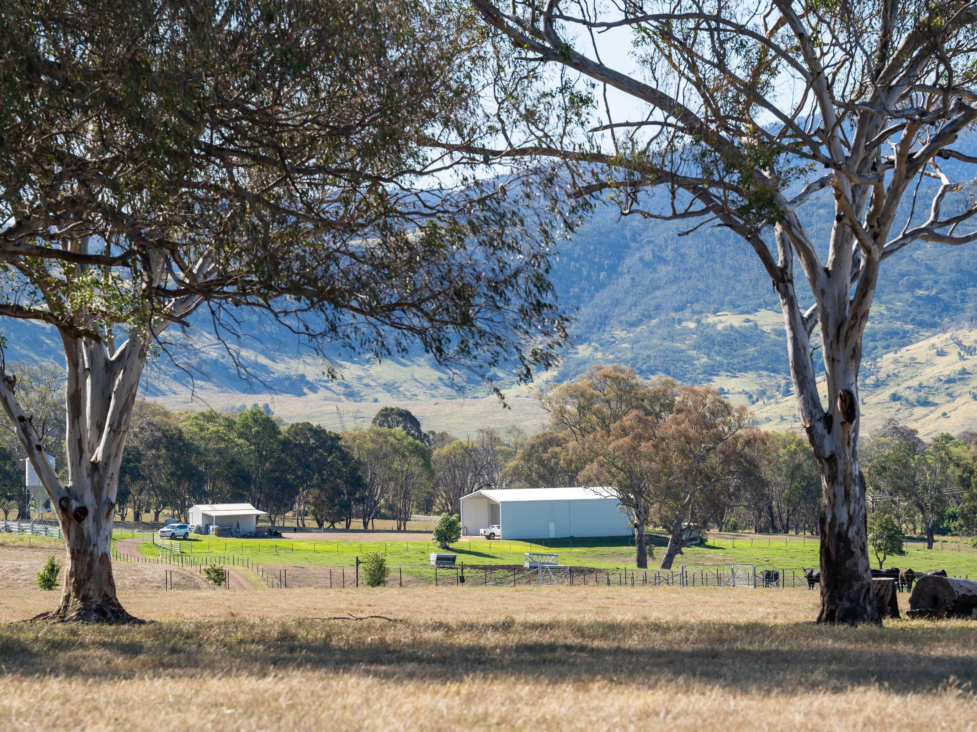 PAVEY ANGUS CUDGEWA-07071