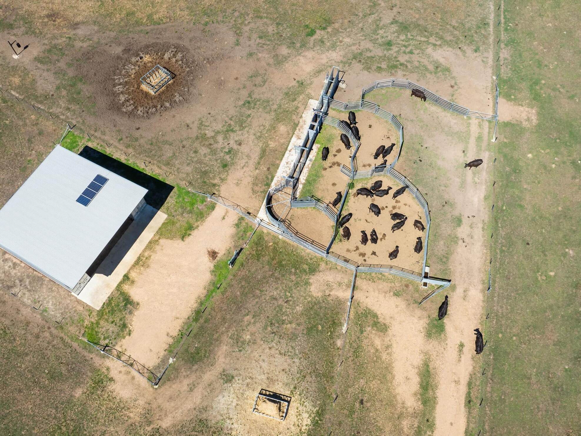 PAVEY ANGUS CUDGEWA-0354