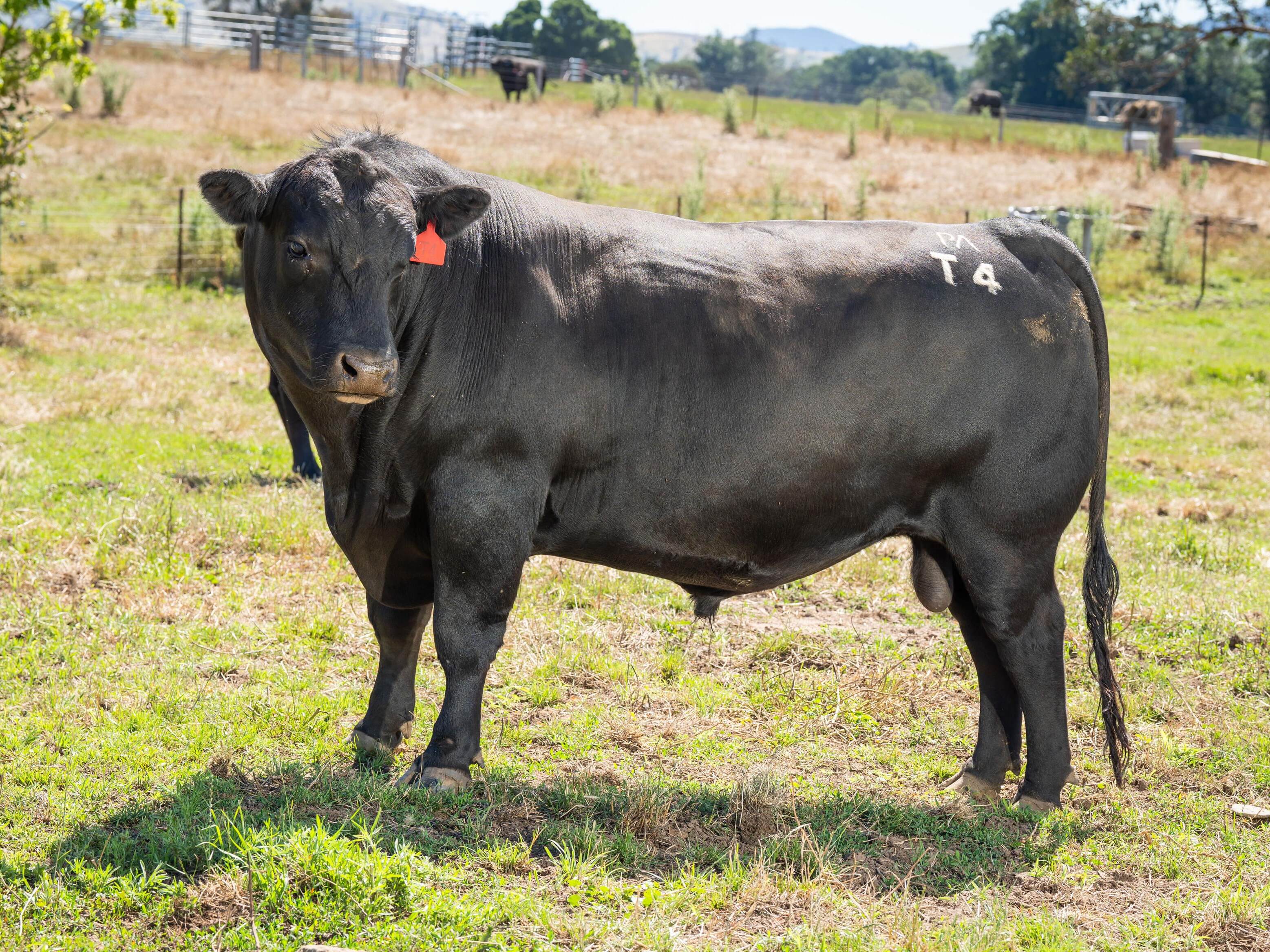 PAVEY ANGUS CUDGEWA-06629