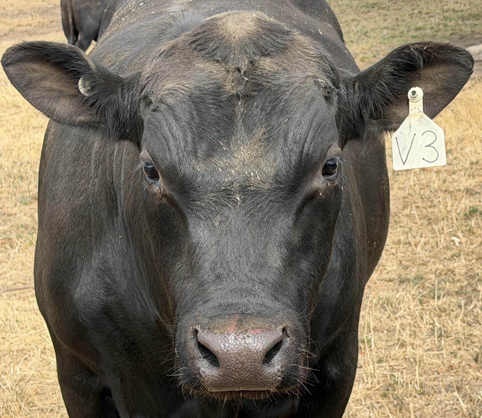 Pavey_V3_photo_clean