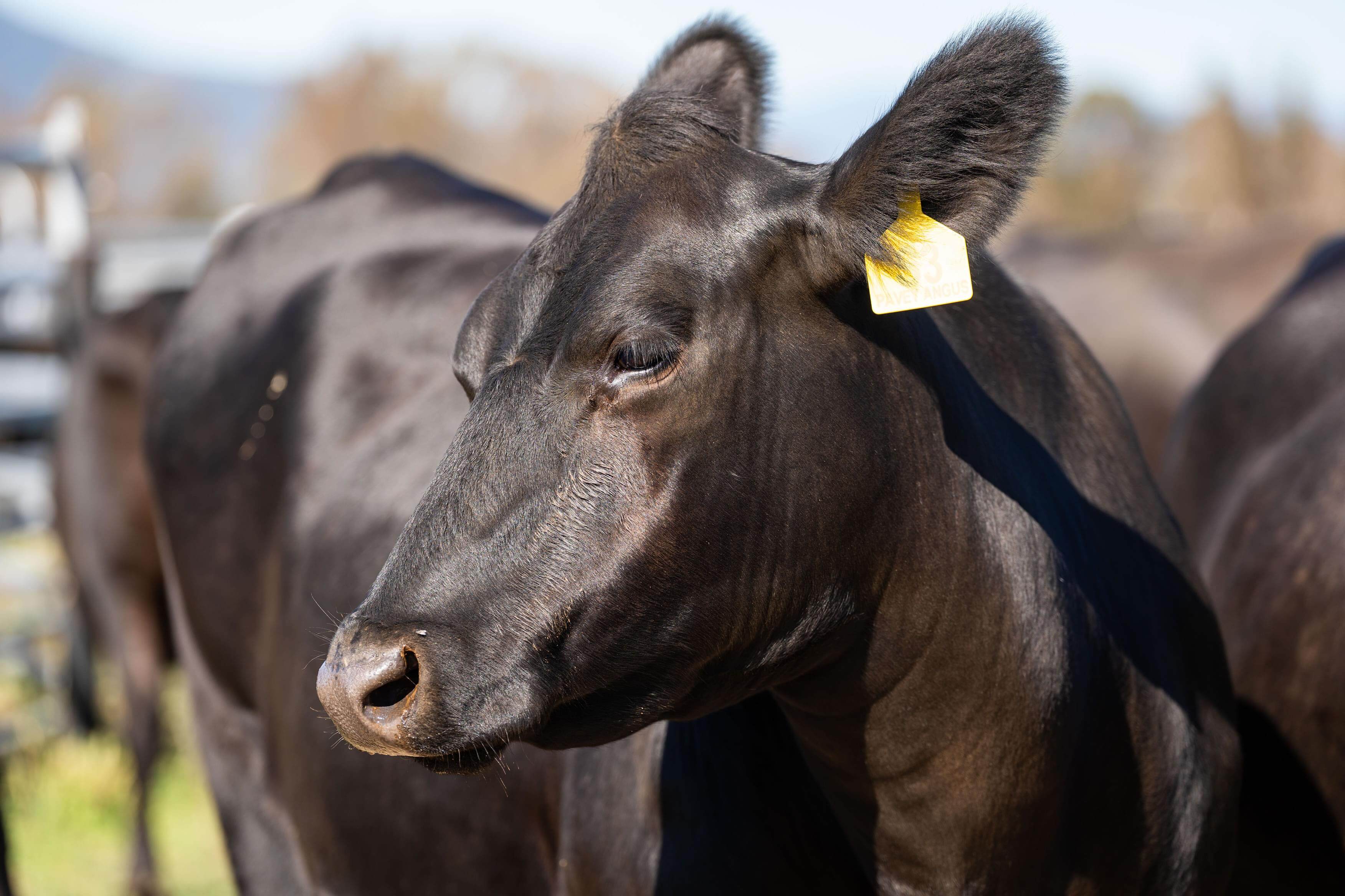 PAVEY ANGUS CUDGEWA-07020