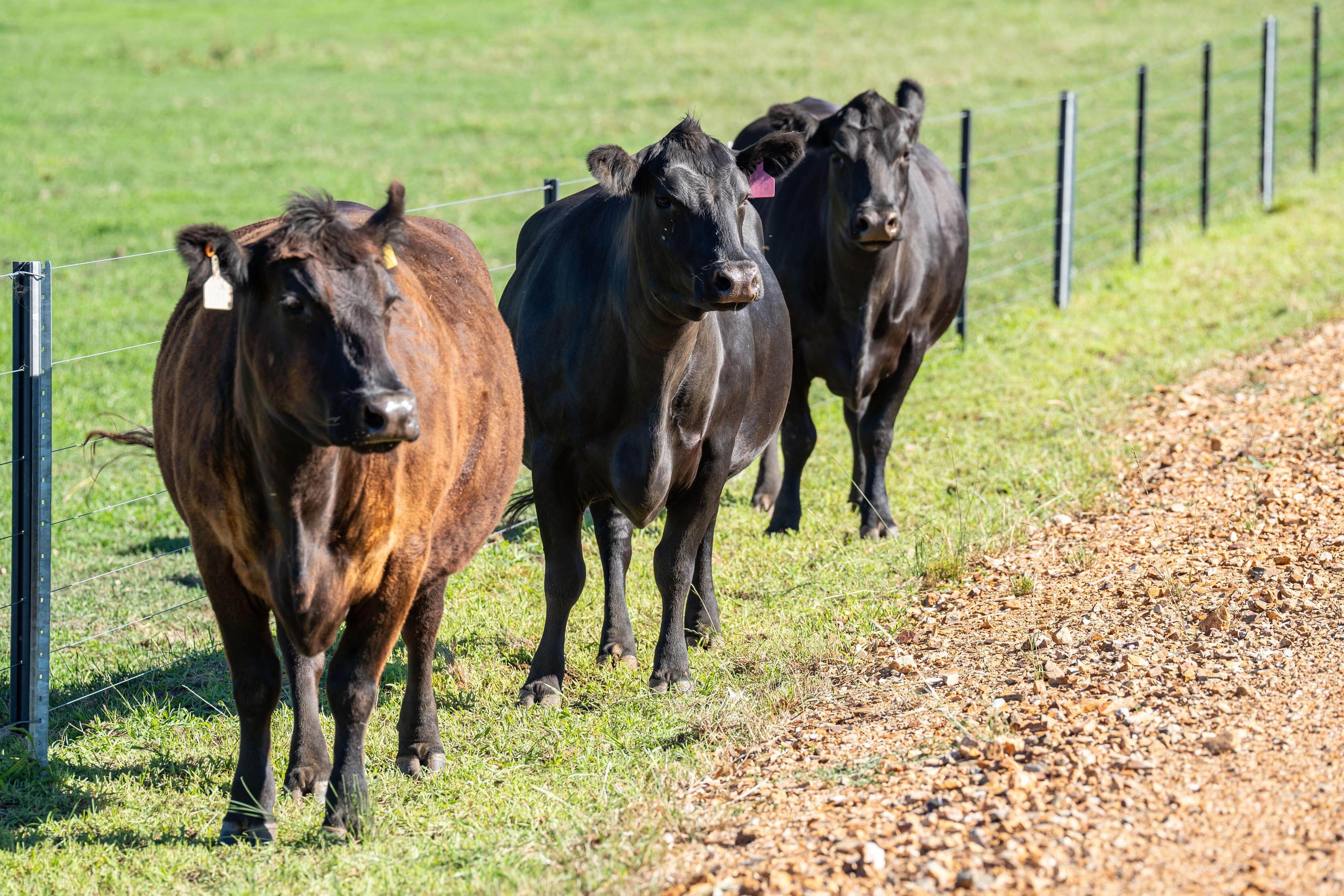 PAVEY ANGUS CUDGEWA-07043