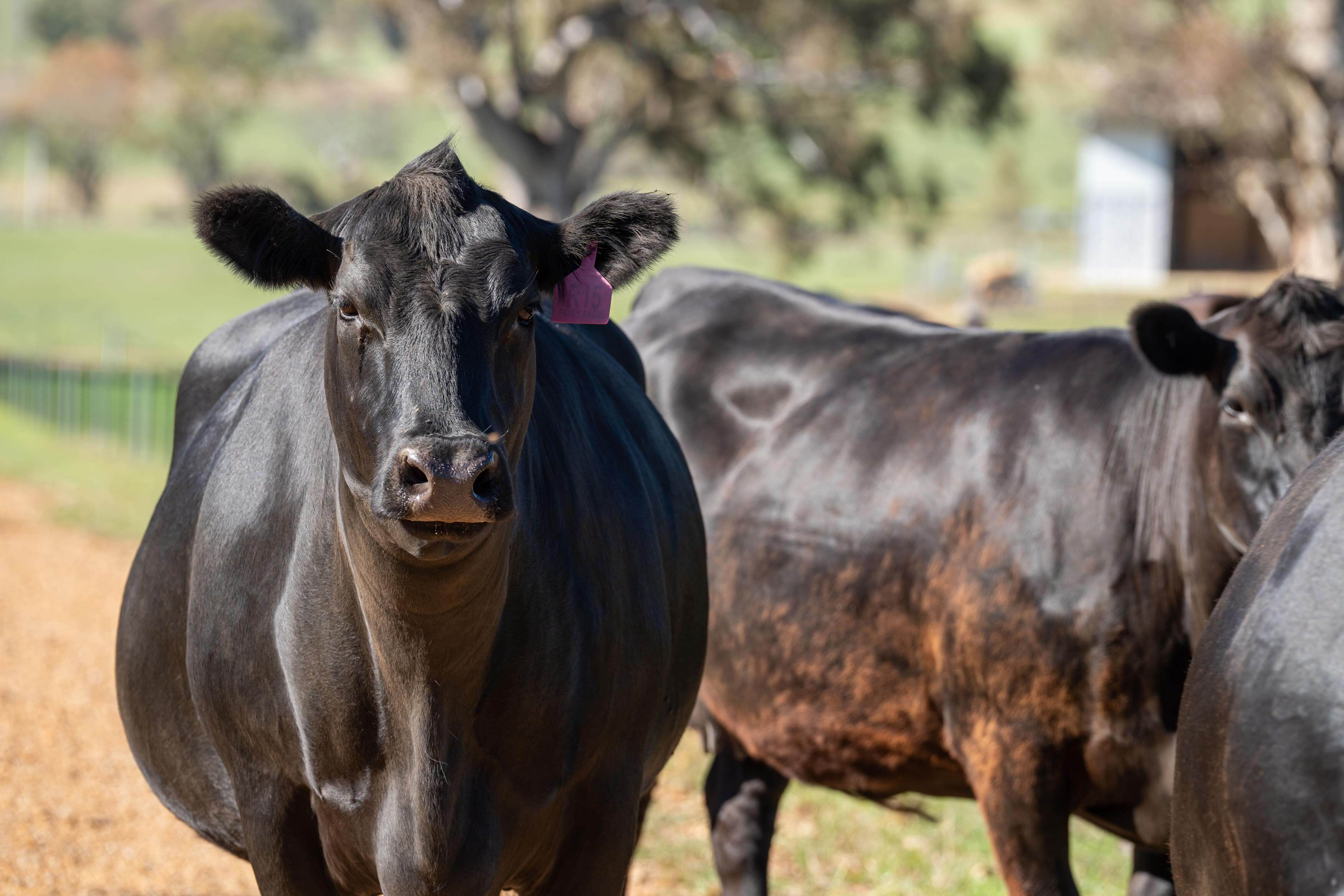 PAVEY ANGUS CUDGEWA-07061
