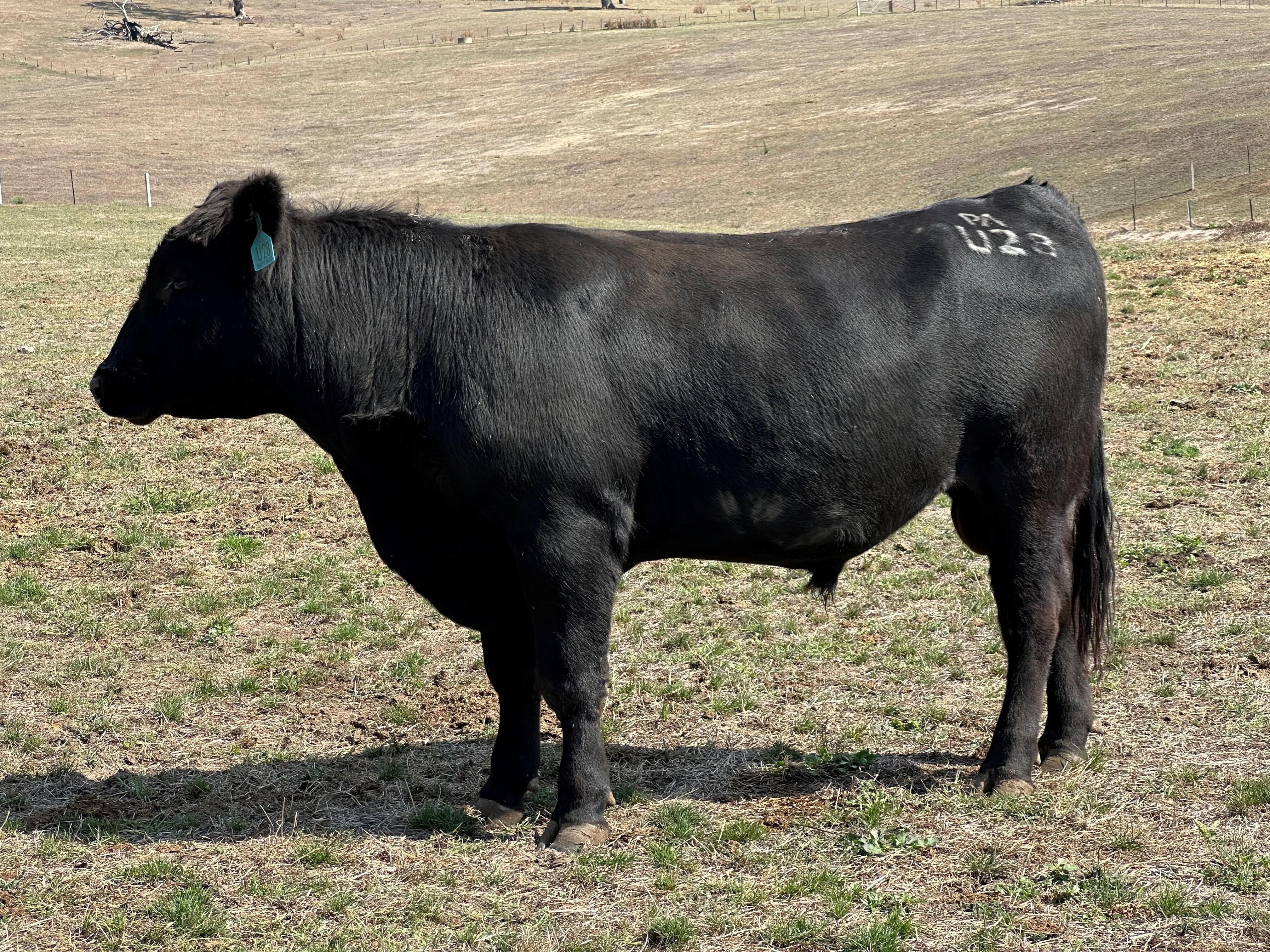 PAAU28