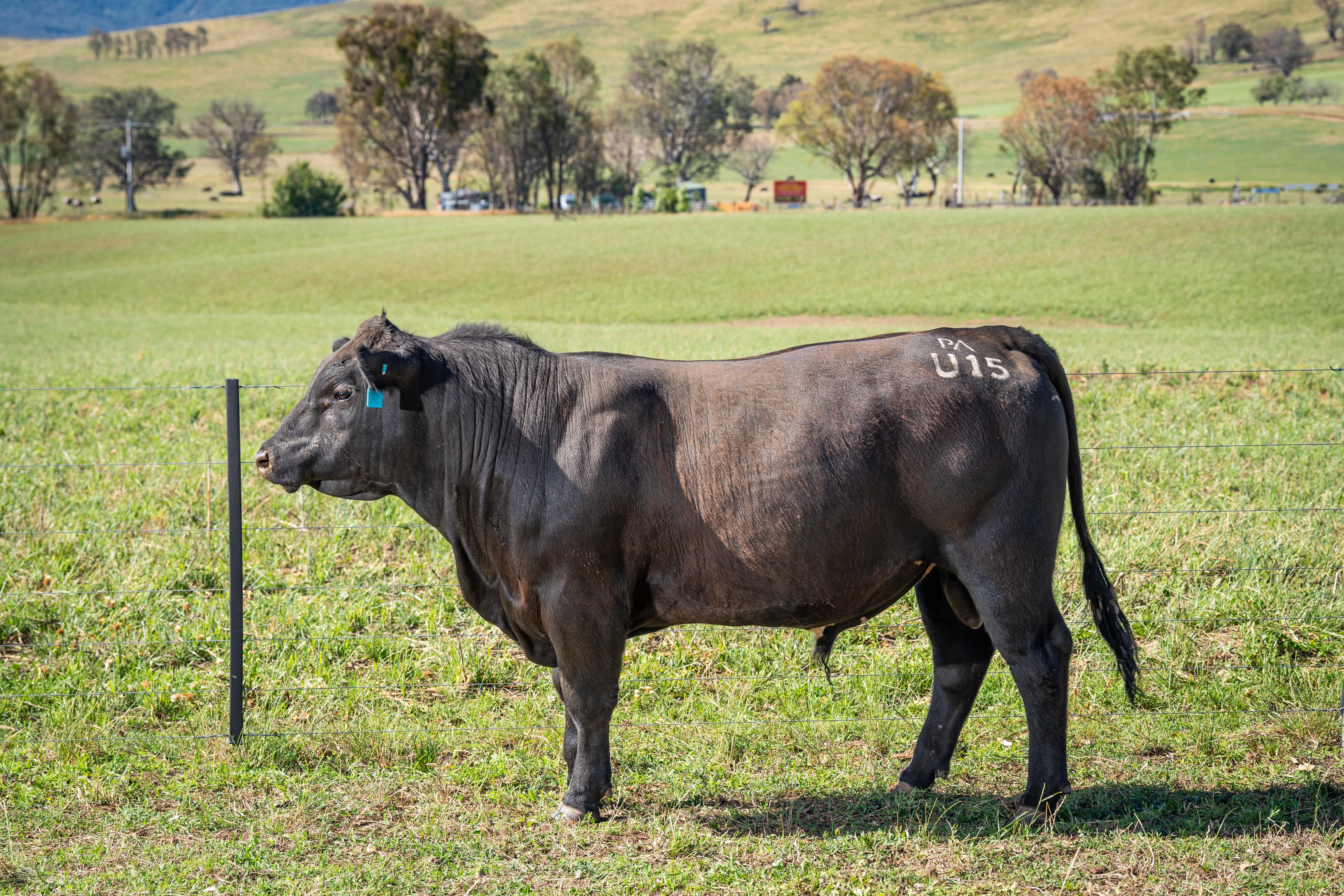 PAVEY ANGUS CUDGEWA-06861