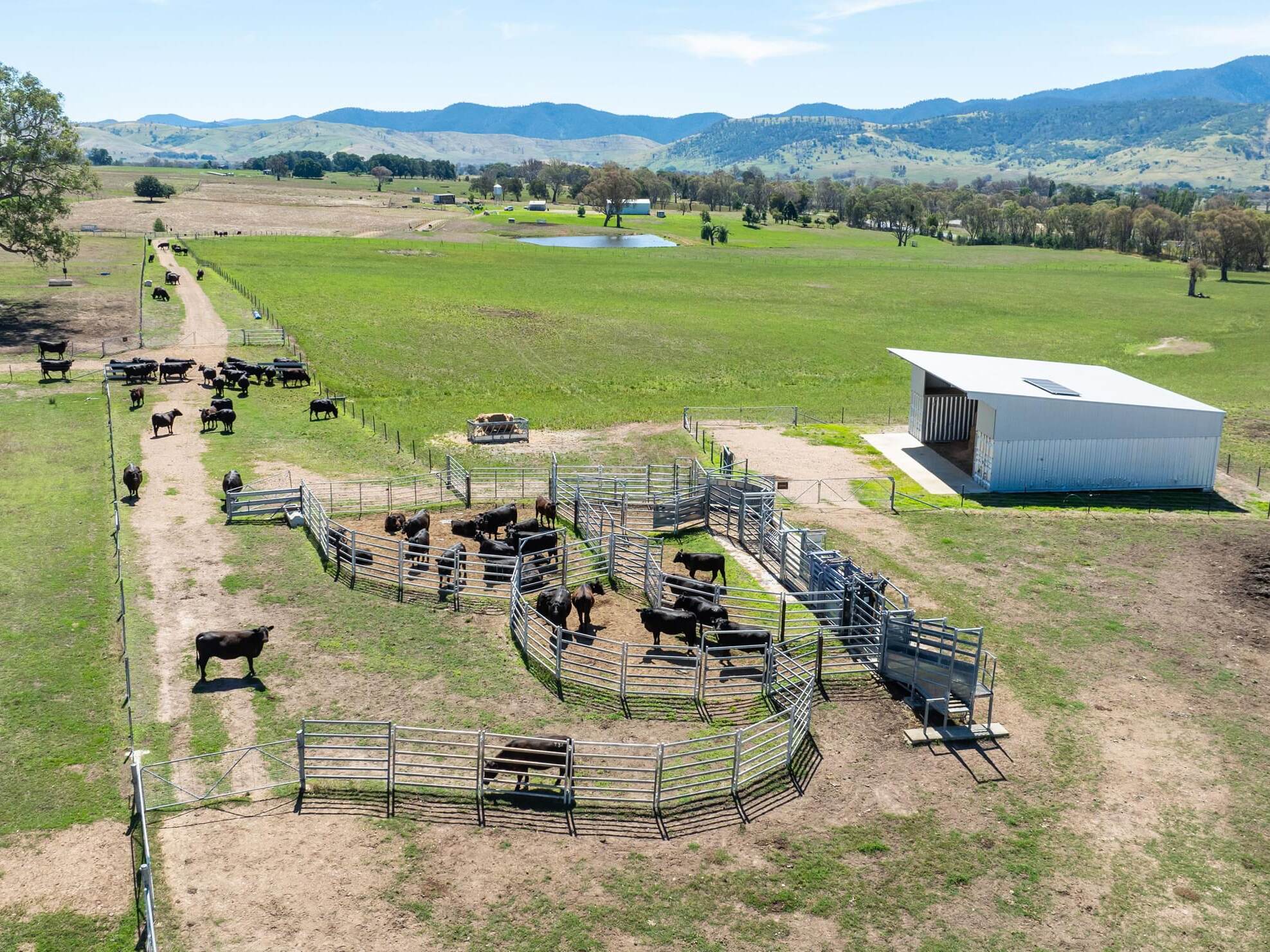 PAVEY ANGUS CUDGEWA-0358