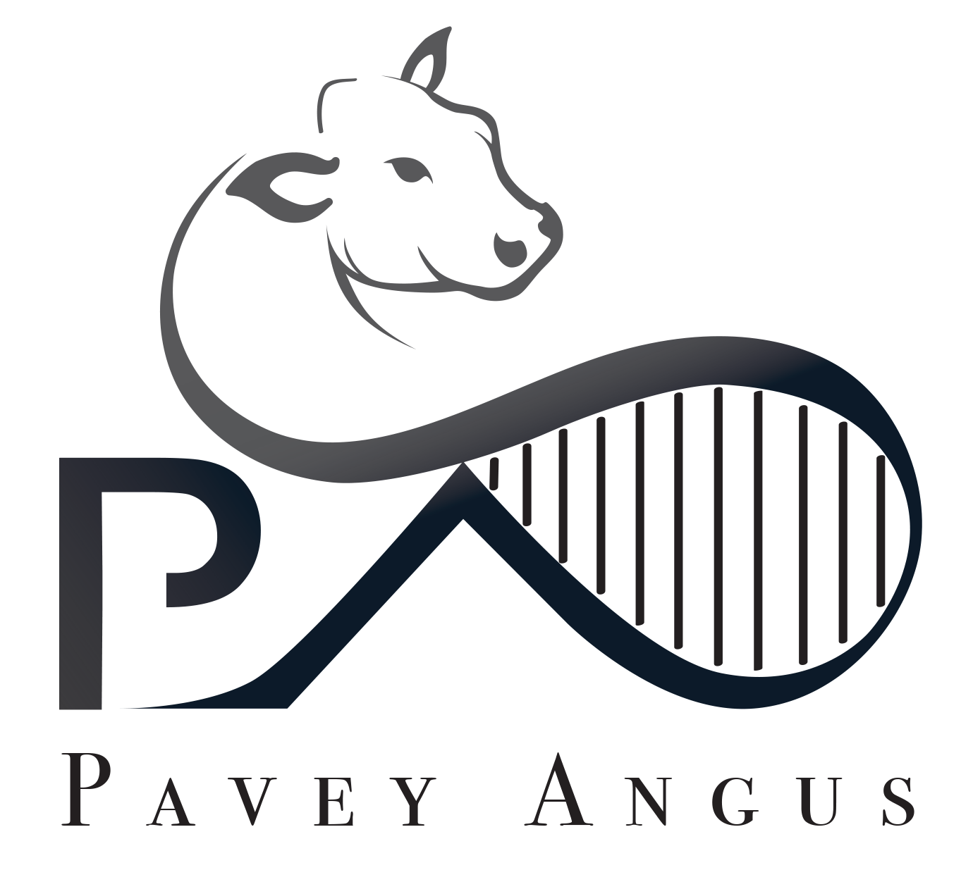 Pavey Angus Logo
