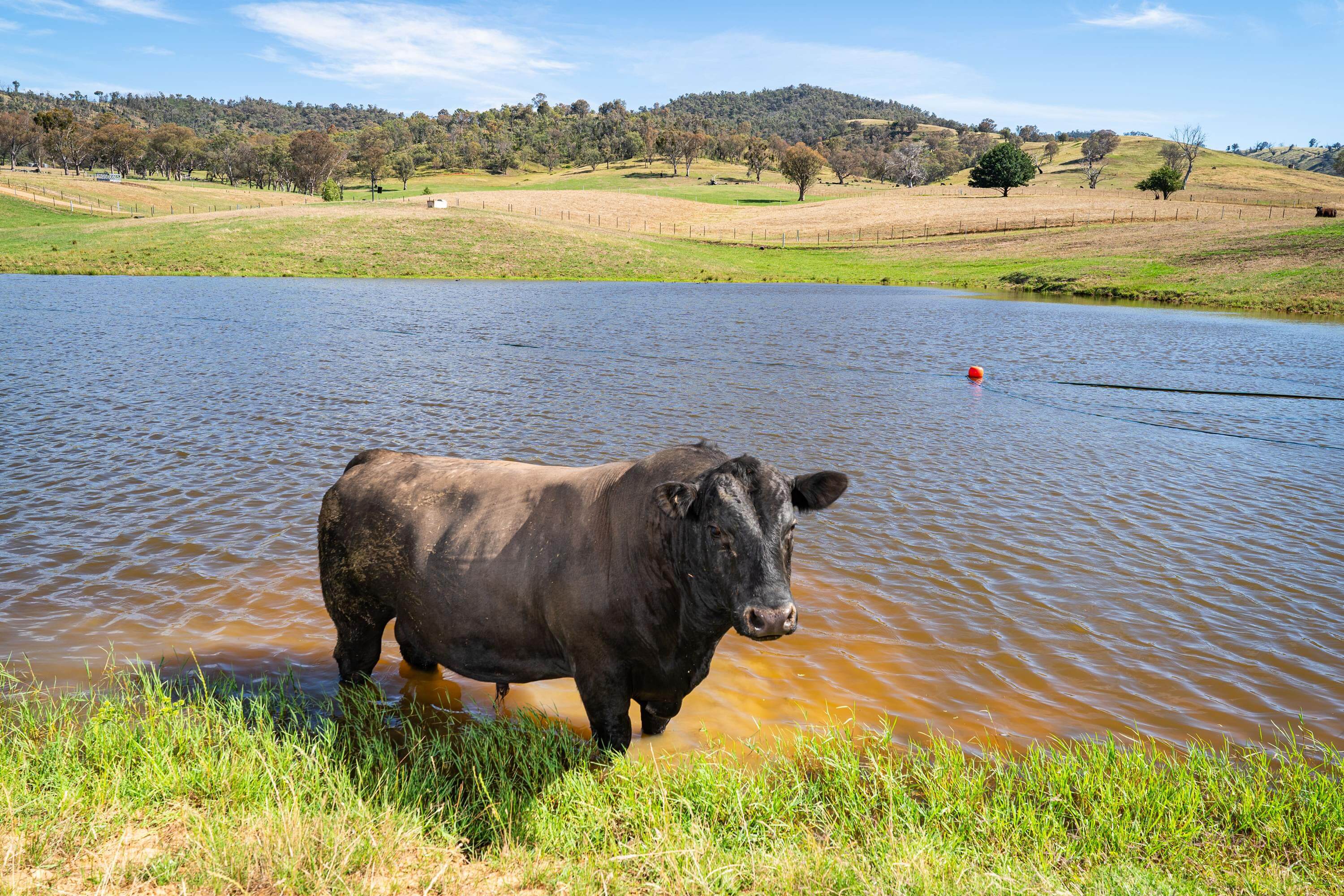 PAVEY ANGUS CUDGEWA-00363