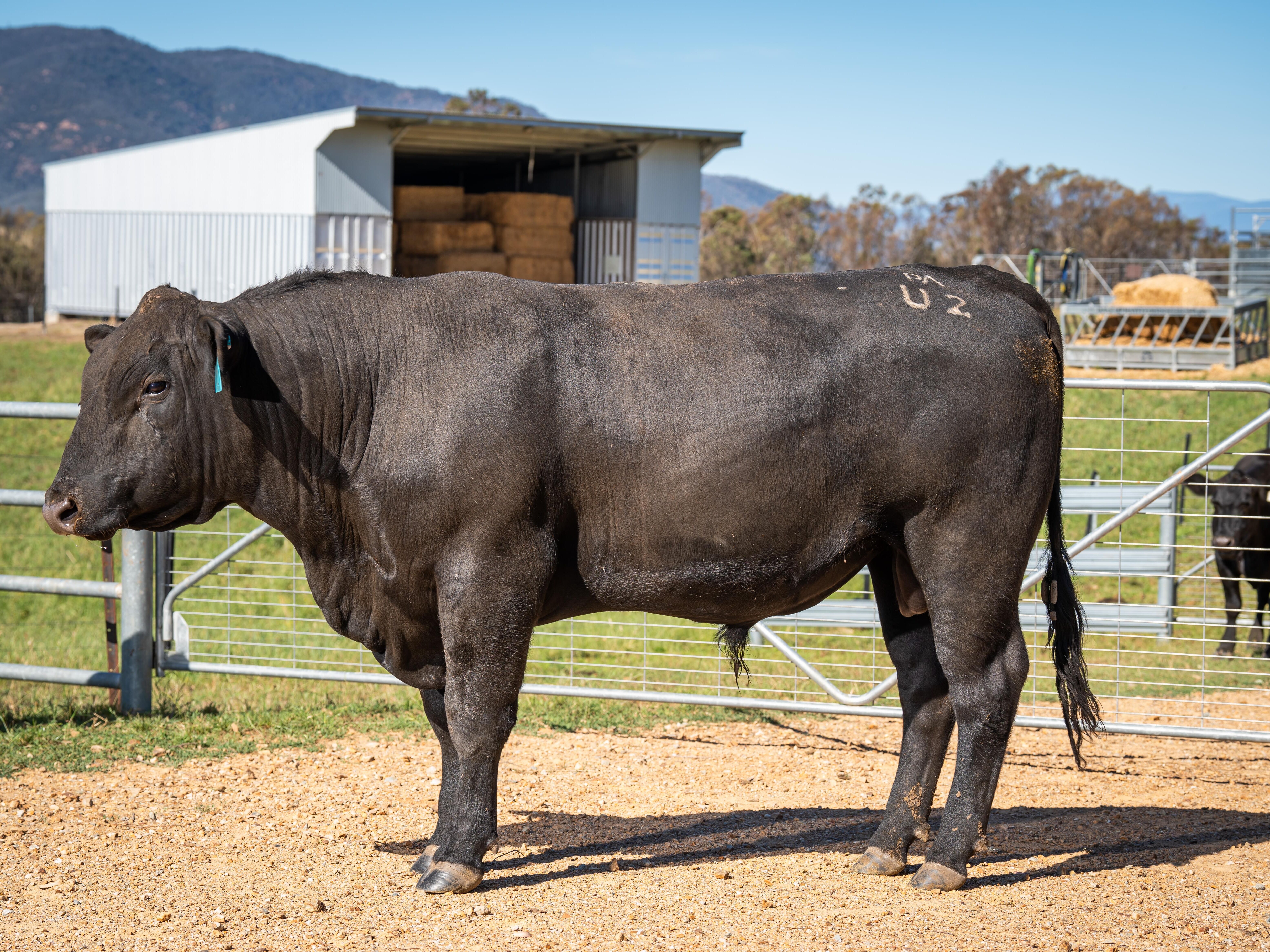 PAVEY ANGUS CUDGEWA-06926
