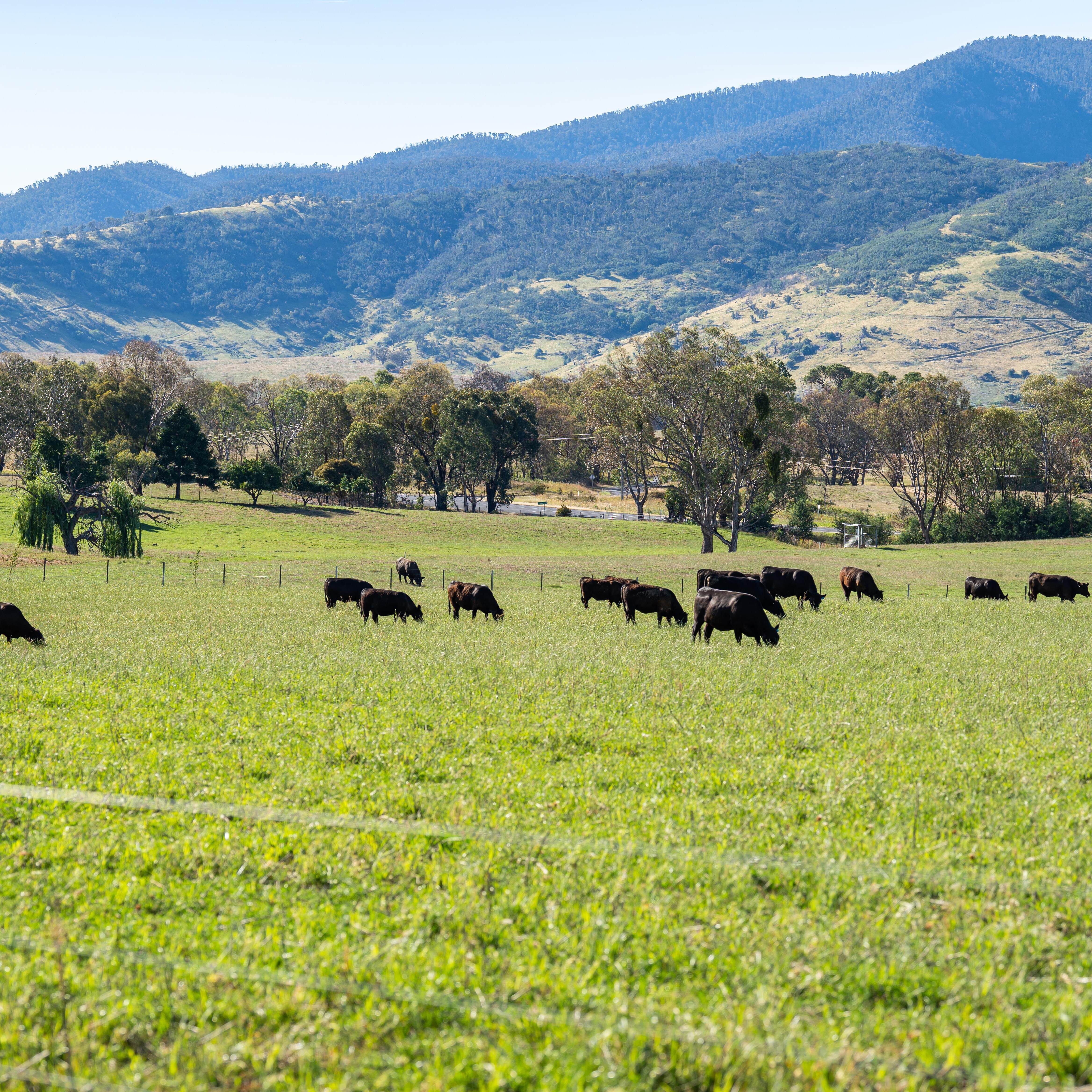 PAVEY_ANGUS_CUDGEWA-07087[1]