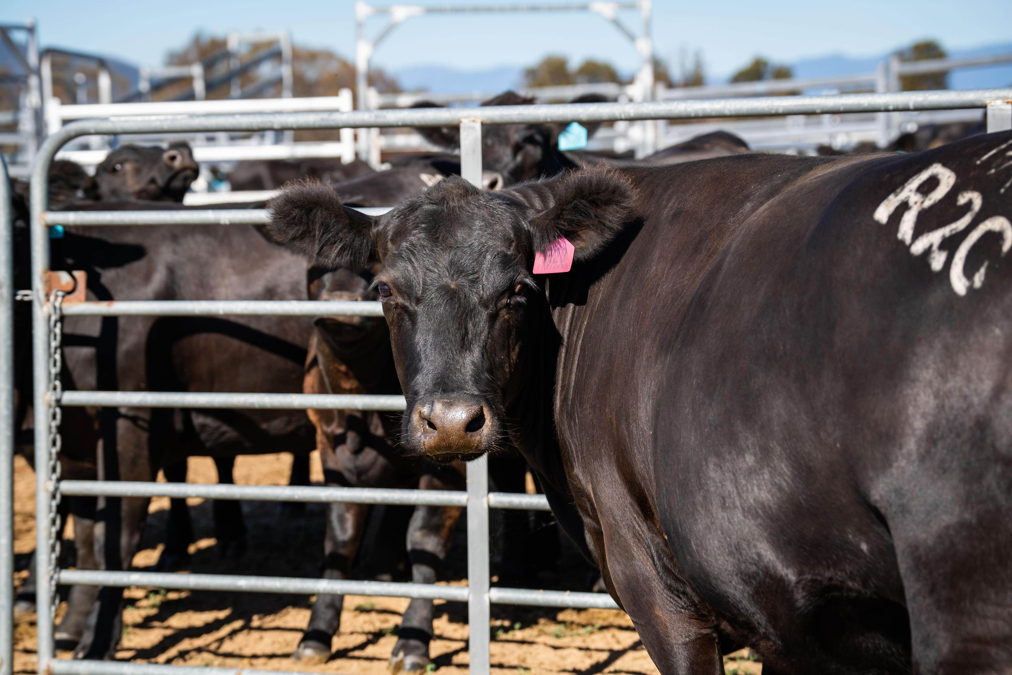 PAVEY ANGUS CUDGEWA-07011