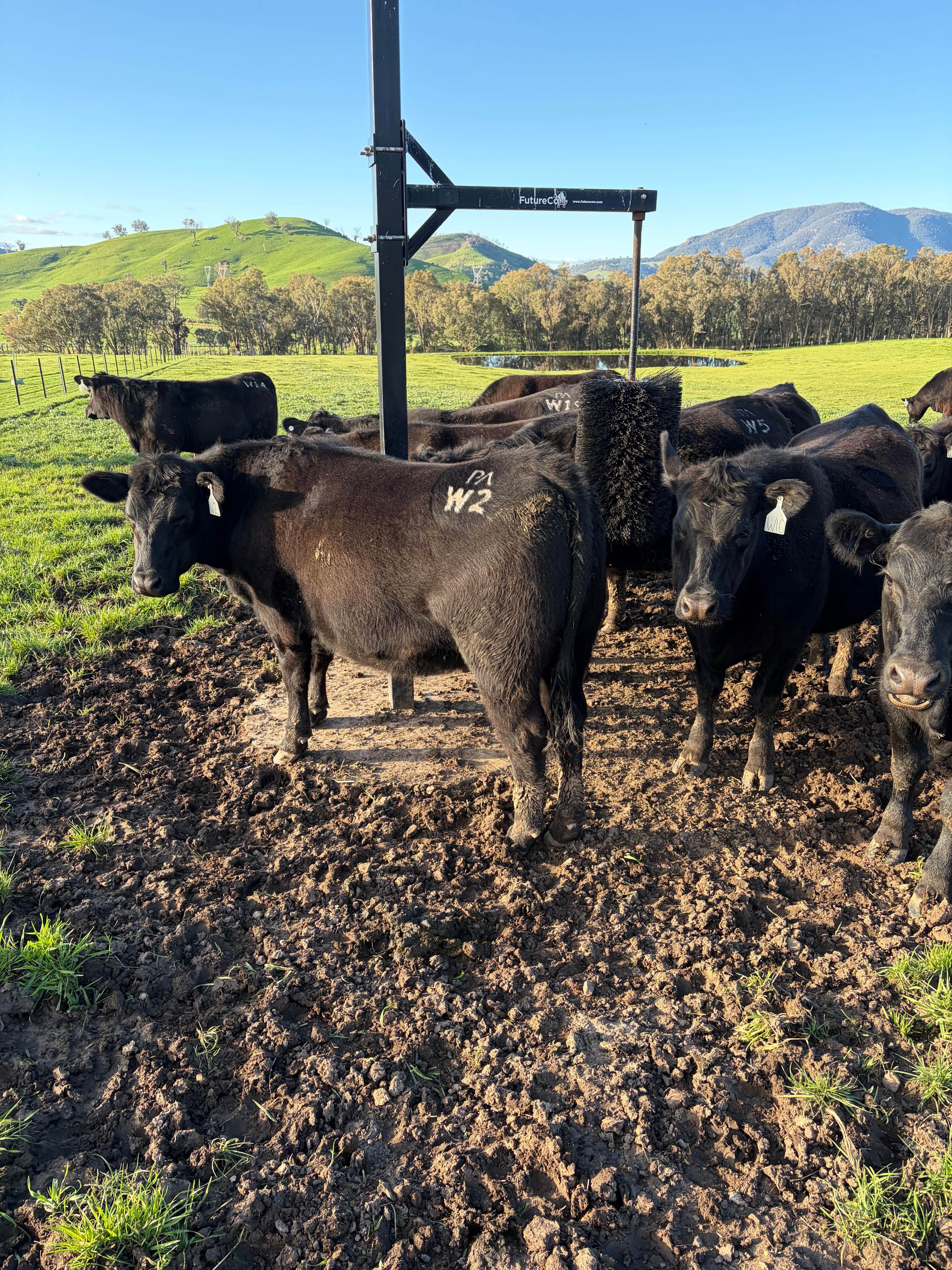w2 and w series heifers
