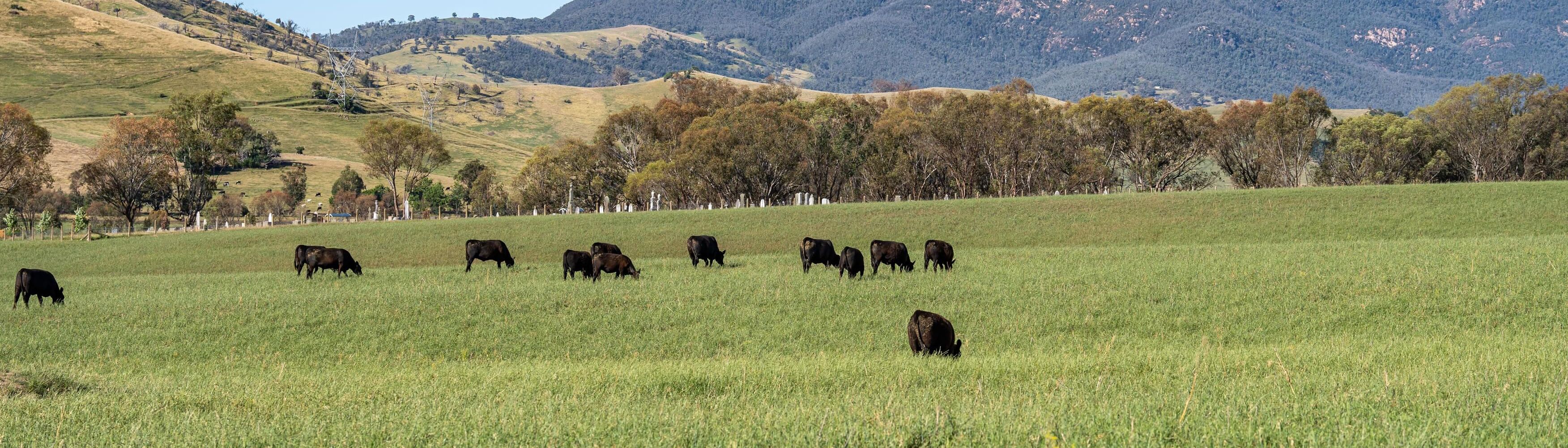 PAVEY ANGUS CUDGEWA-07094