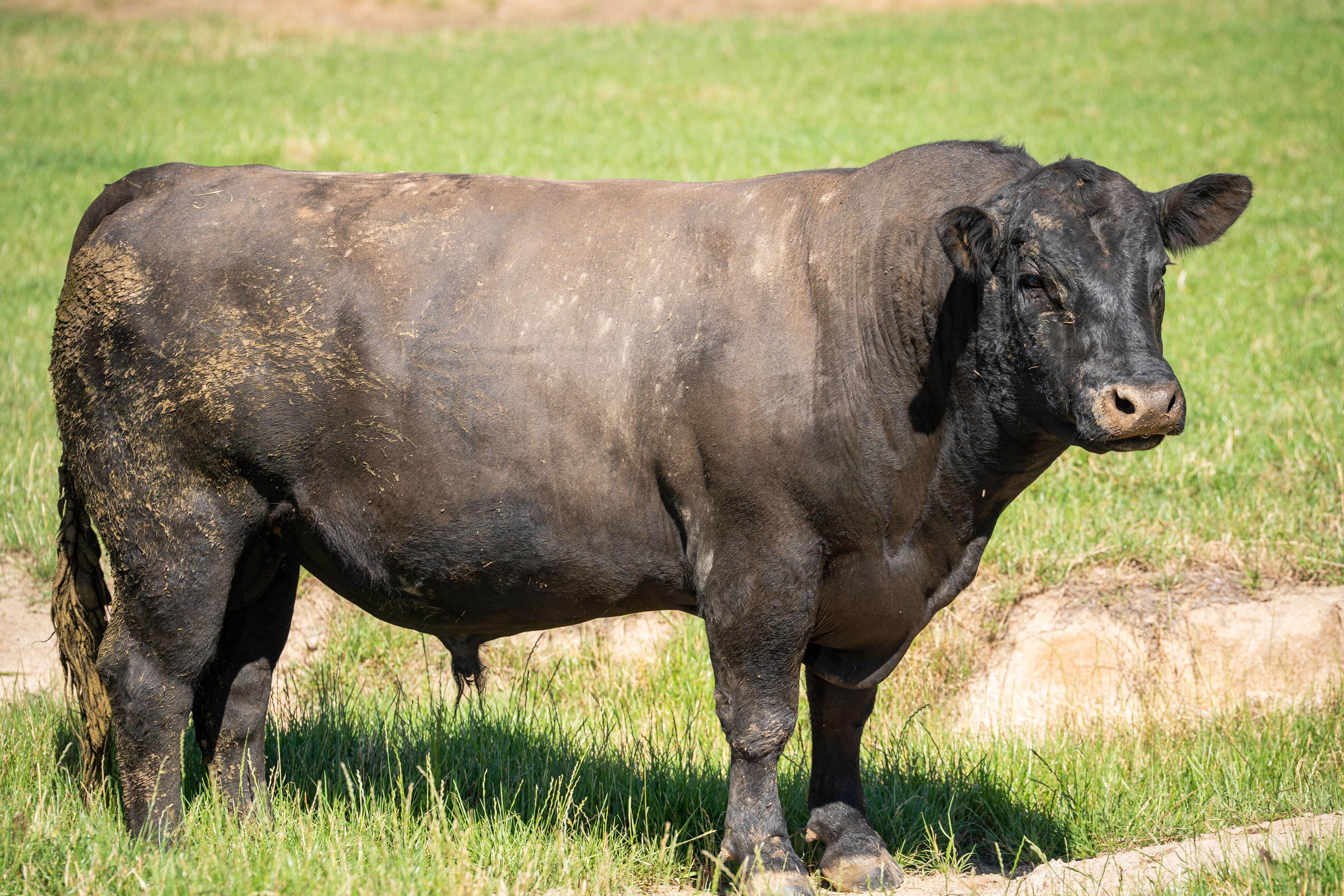 PAVEY ANGUS CUDGEWA-06721