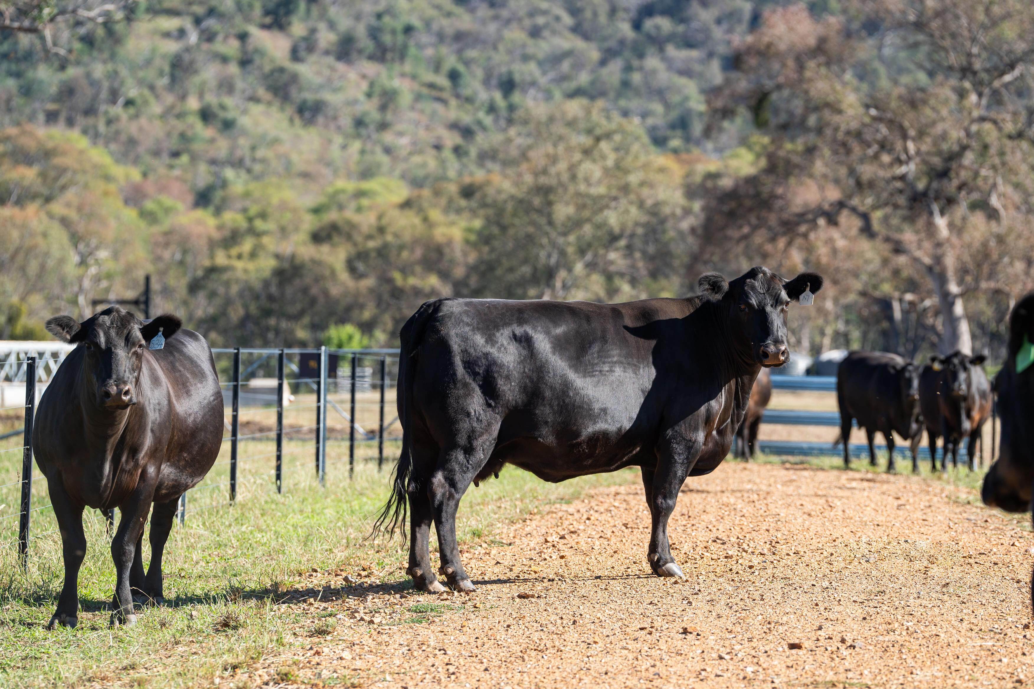 PAVEY ANGUS CUDGEWA-07046
