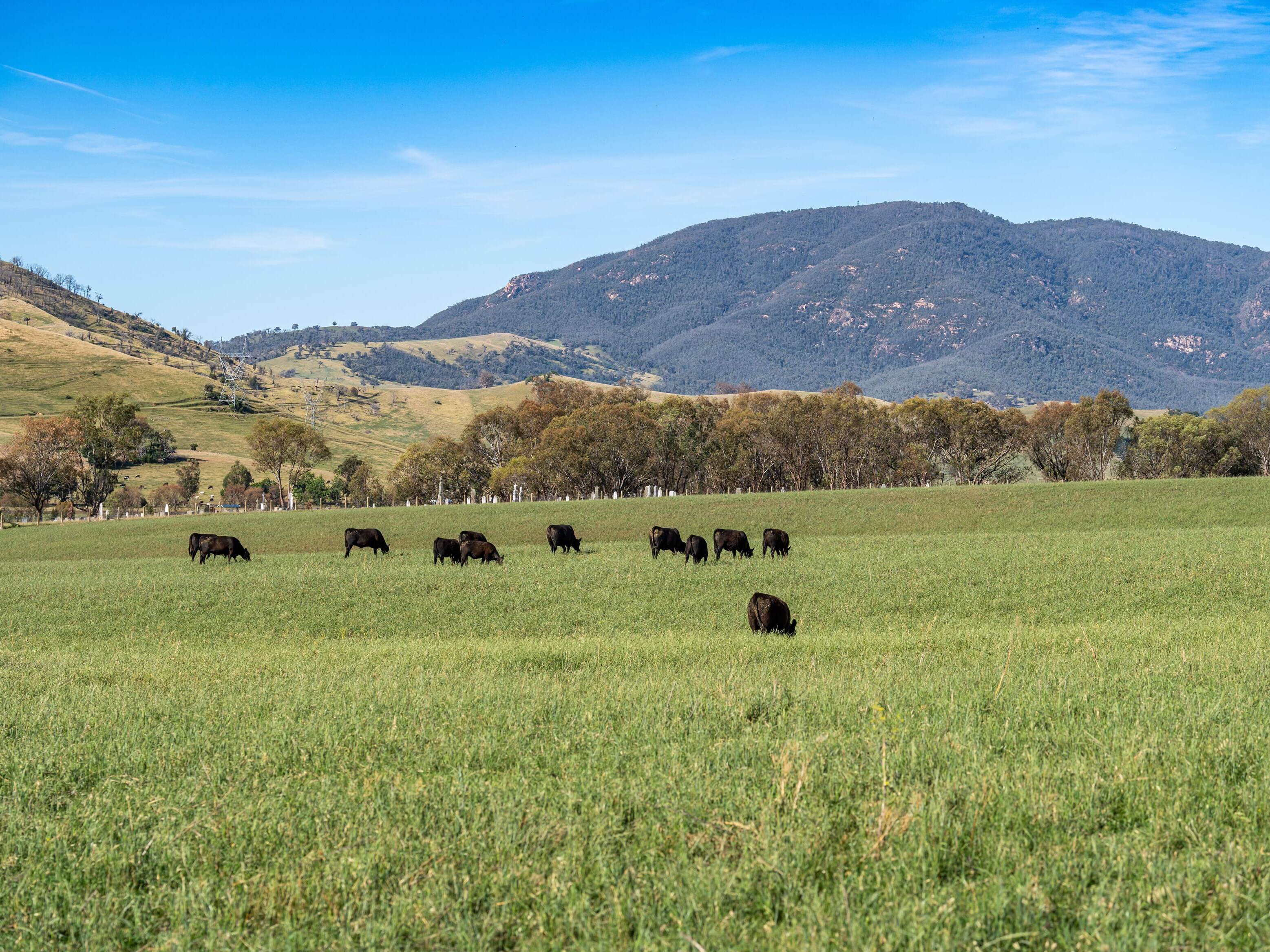 PAVEY ANGUS CUDGEWA-07094