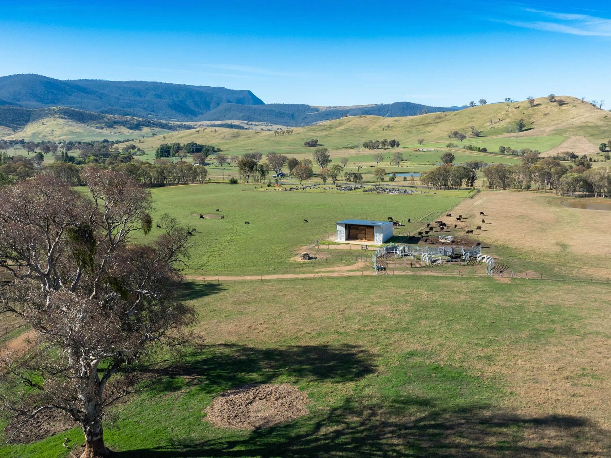 PAVEY ANGUS CUDGEWA-0447