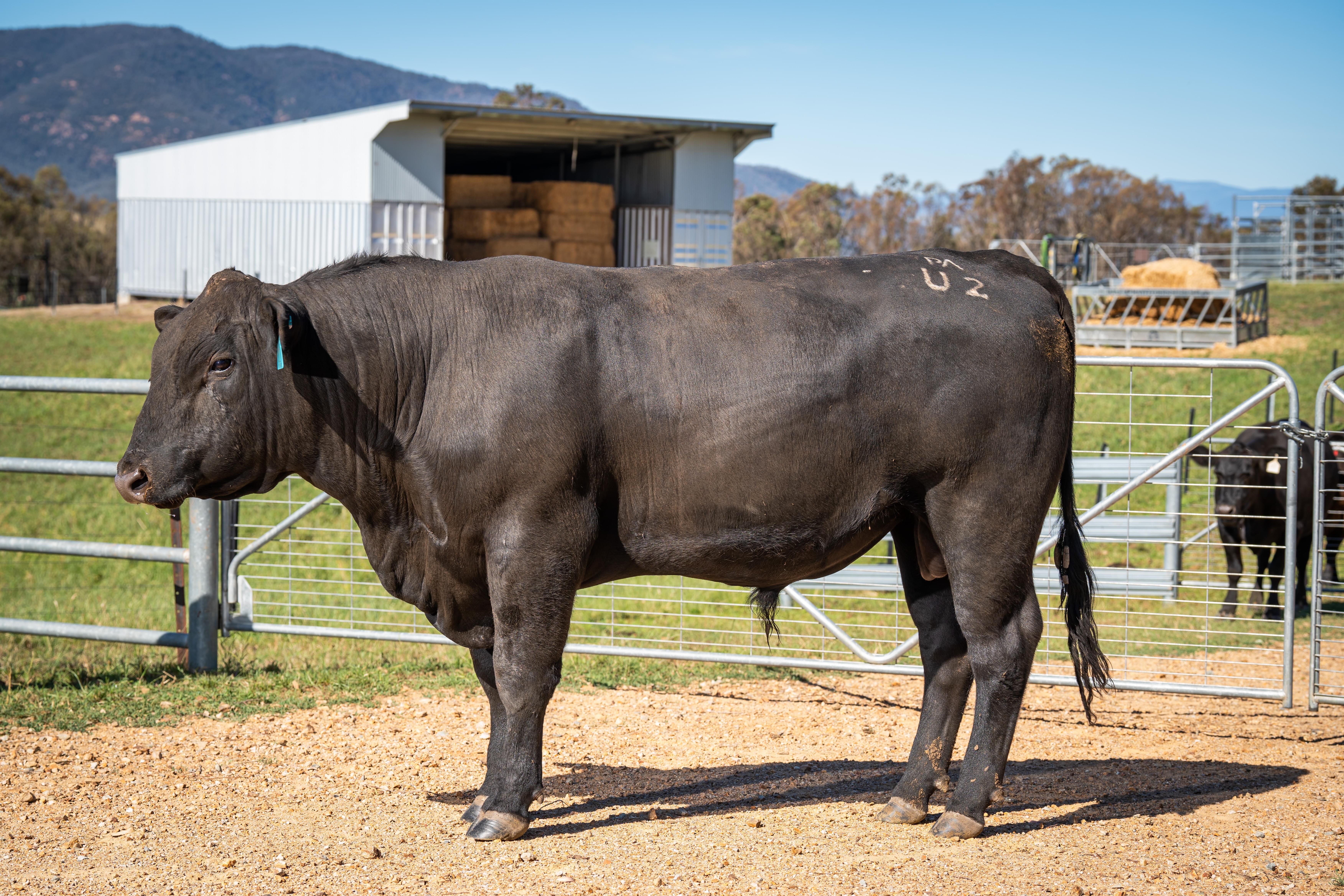 PAVEY ANGUS CUDGEWA-06926