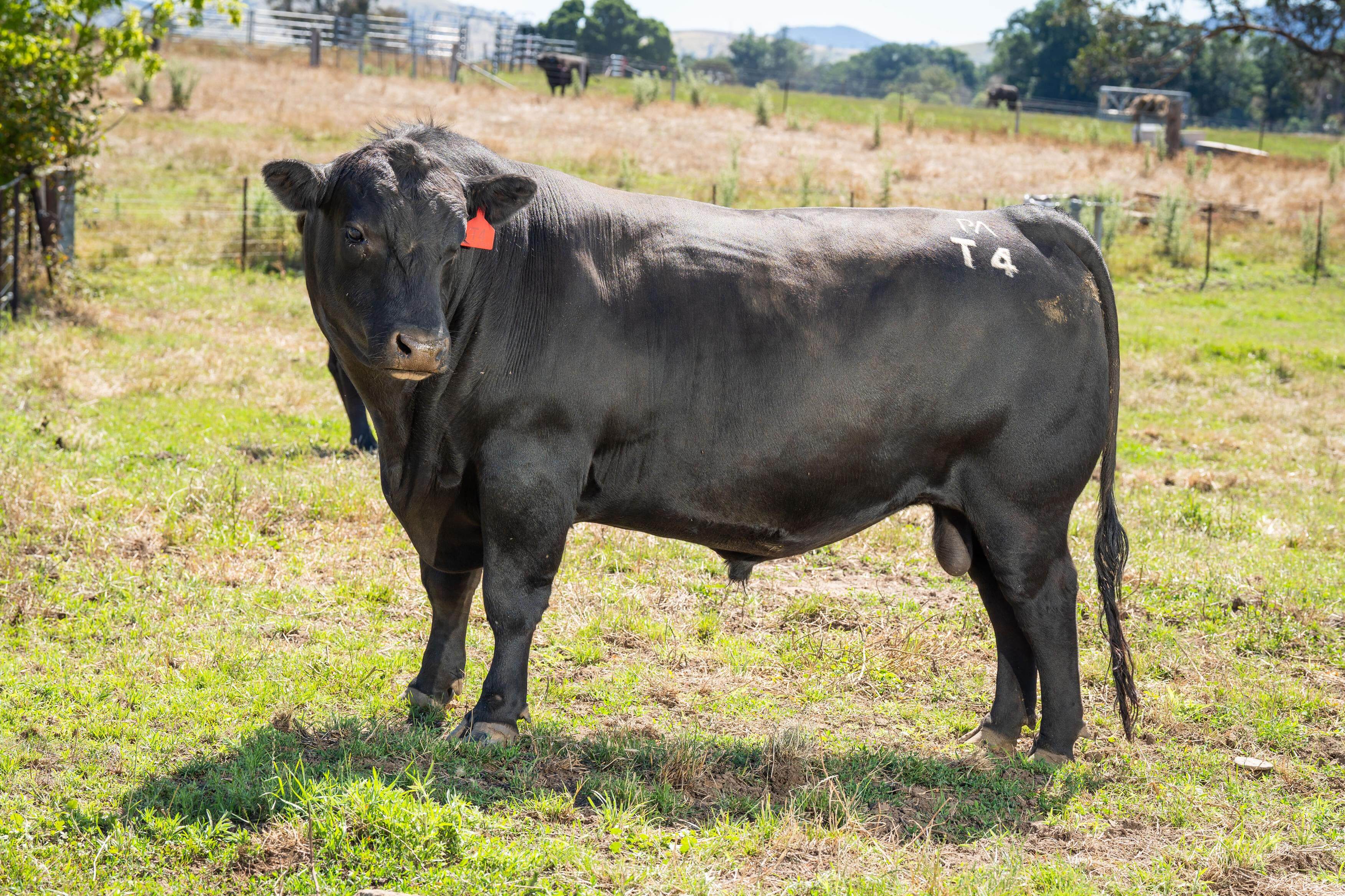 PAVEY ANGUS CUDGEWA-06629