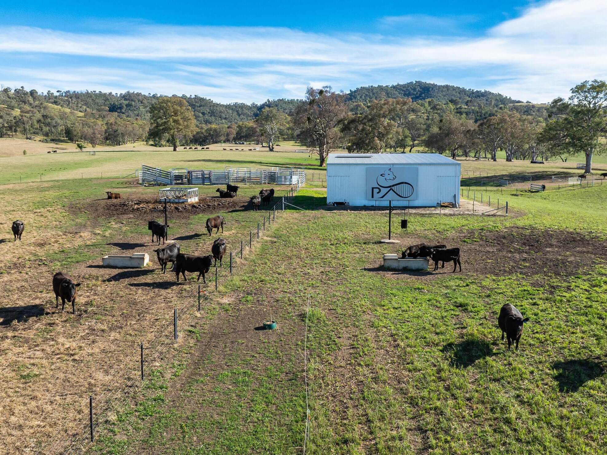 PAVEY ANGUS CUDGEWA-0439