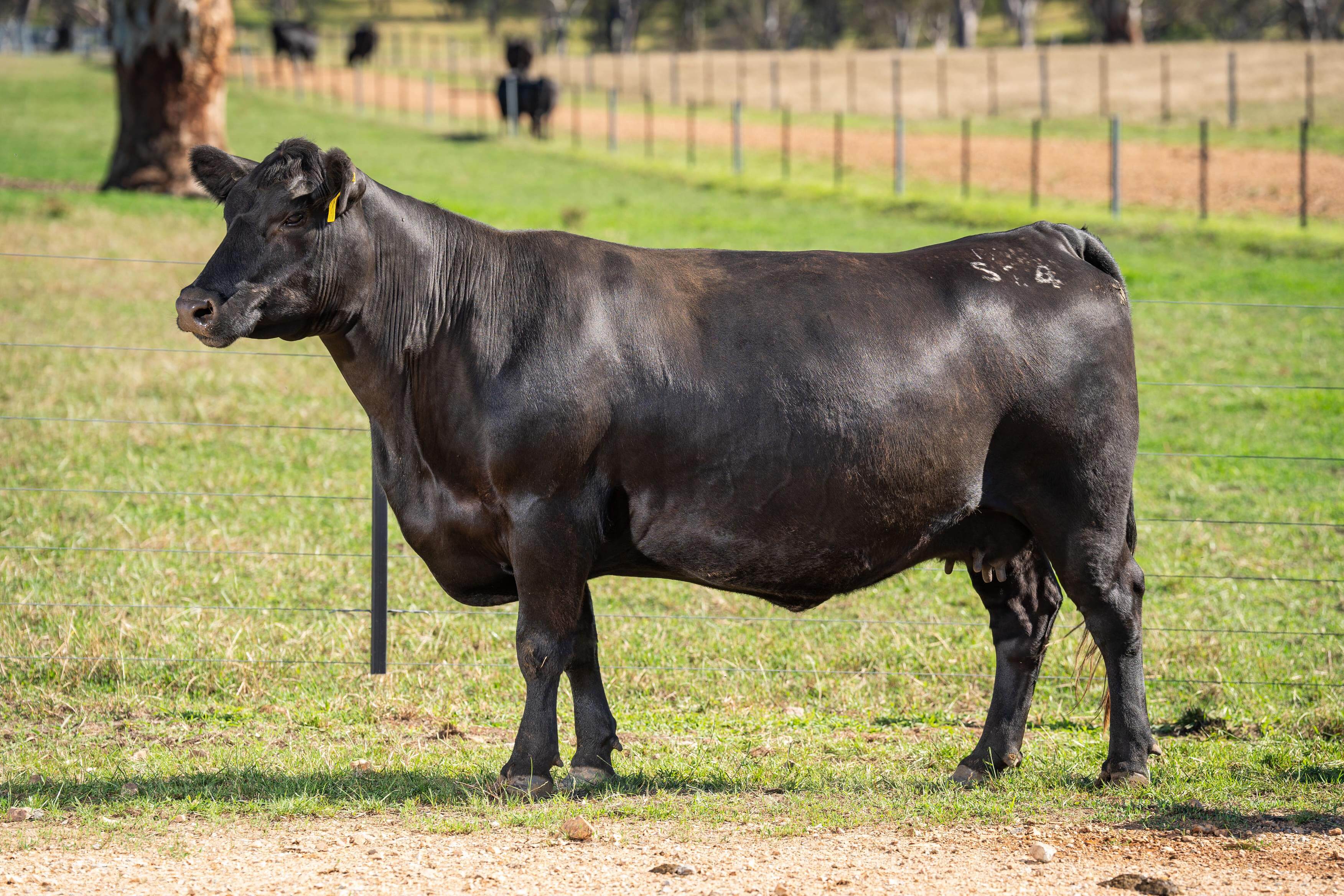 PAVEY ANGUS CUDGEWA-06982