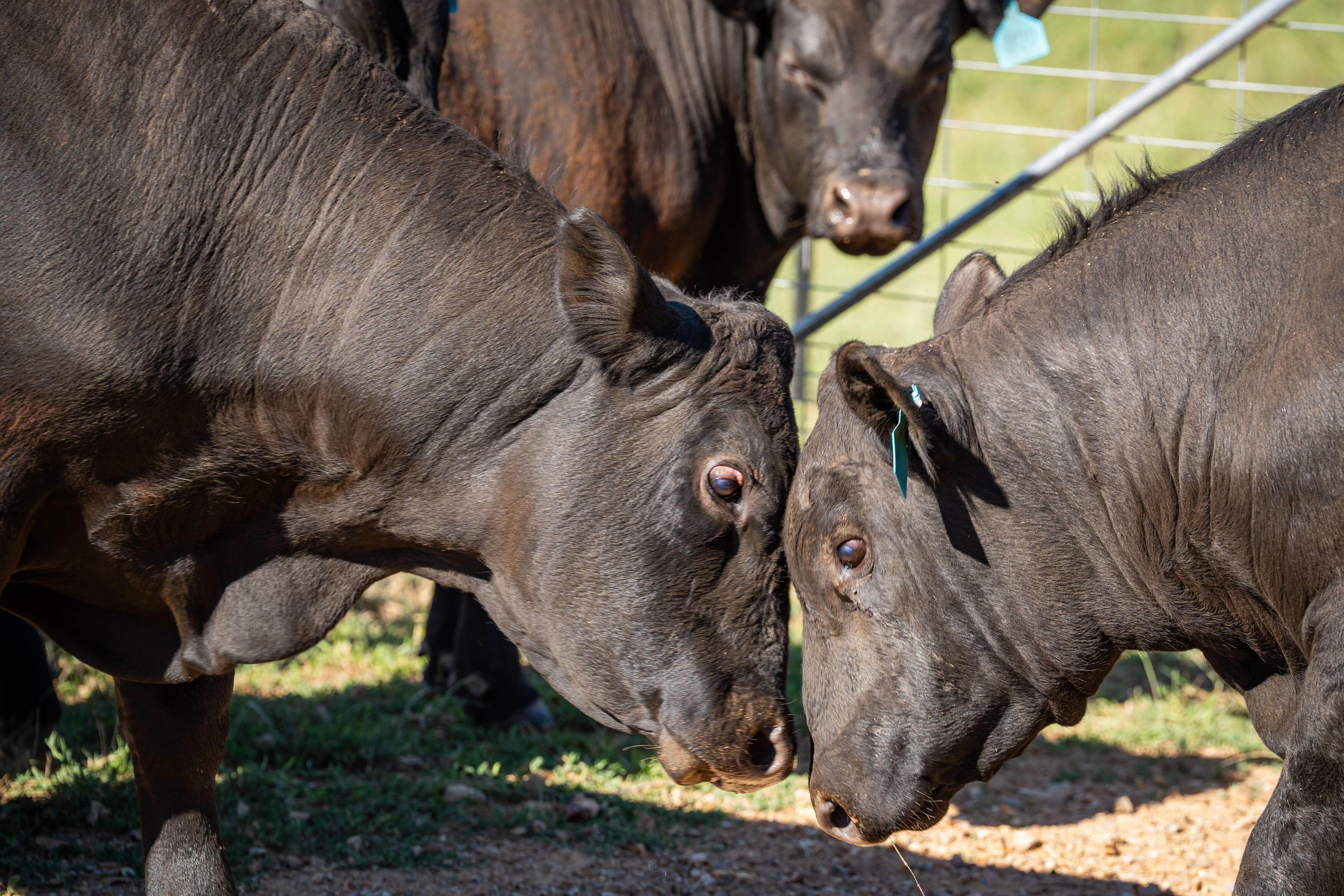 PAVEY ANGUS CUDGEWA-06891