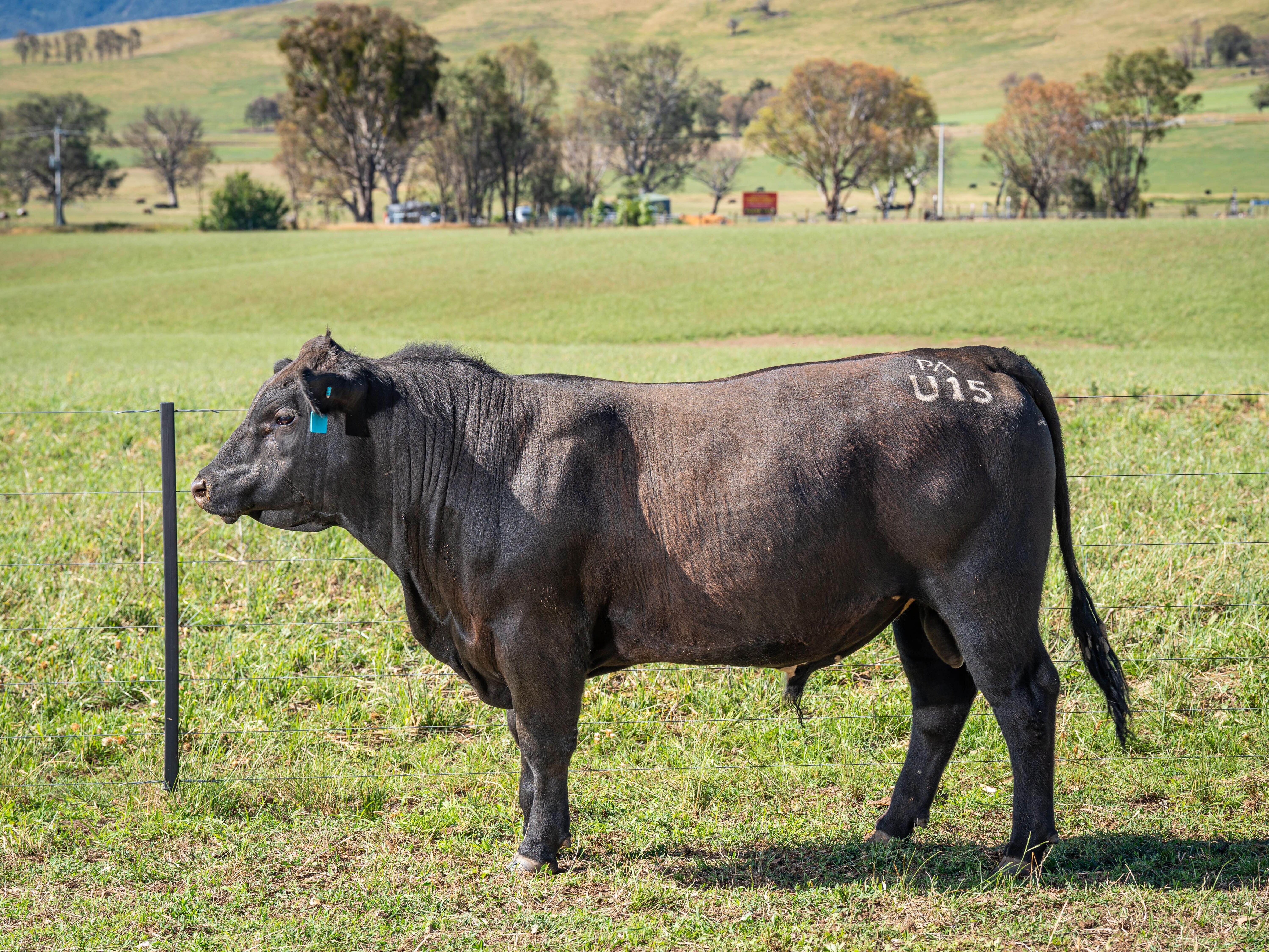 PAVEY ANGUS CUDGEWA-06861