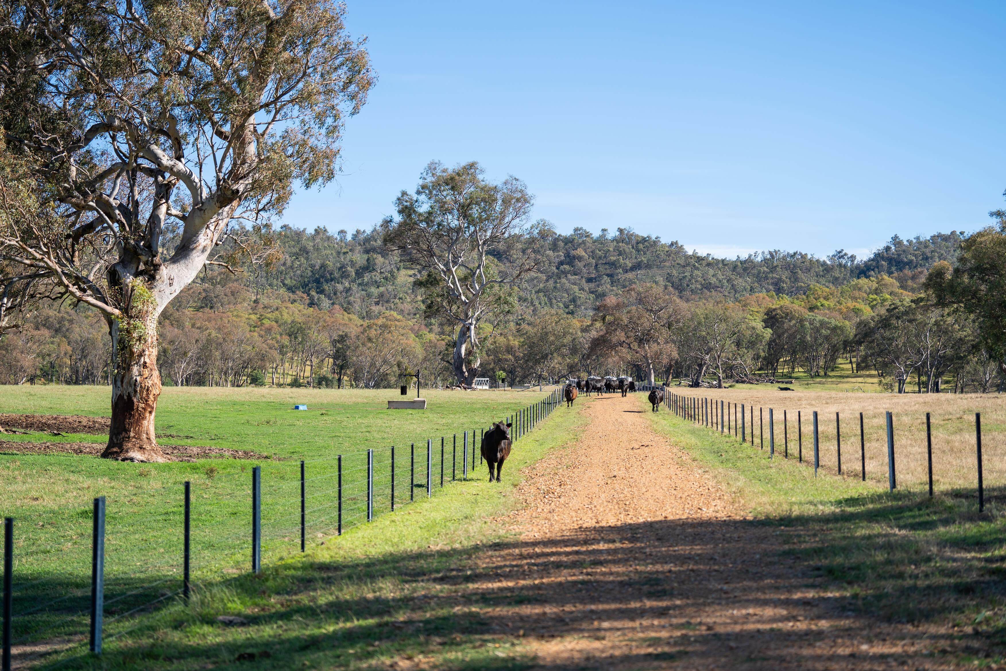 PAVEY ANGUS CUDGEWA-07033
